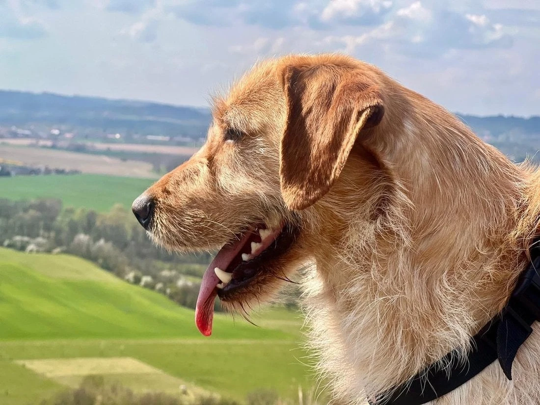 Timík žil v nevyhovujících podminkach