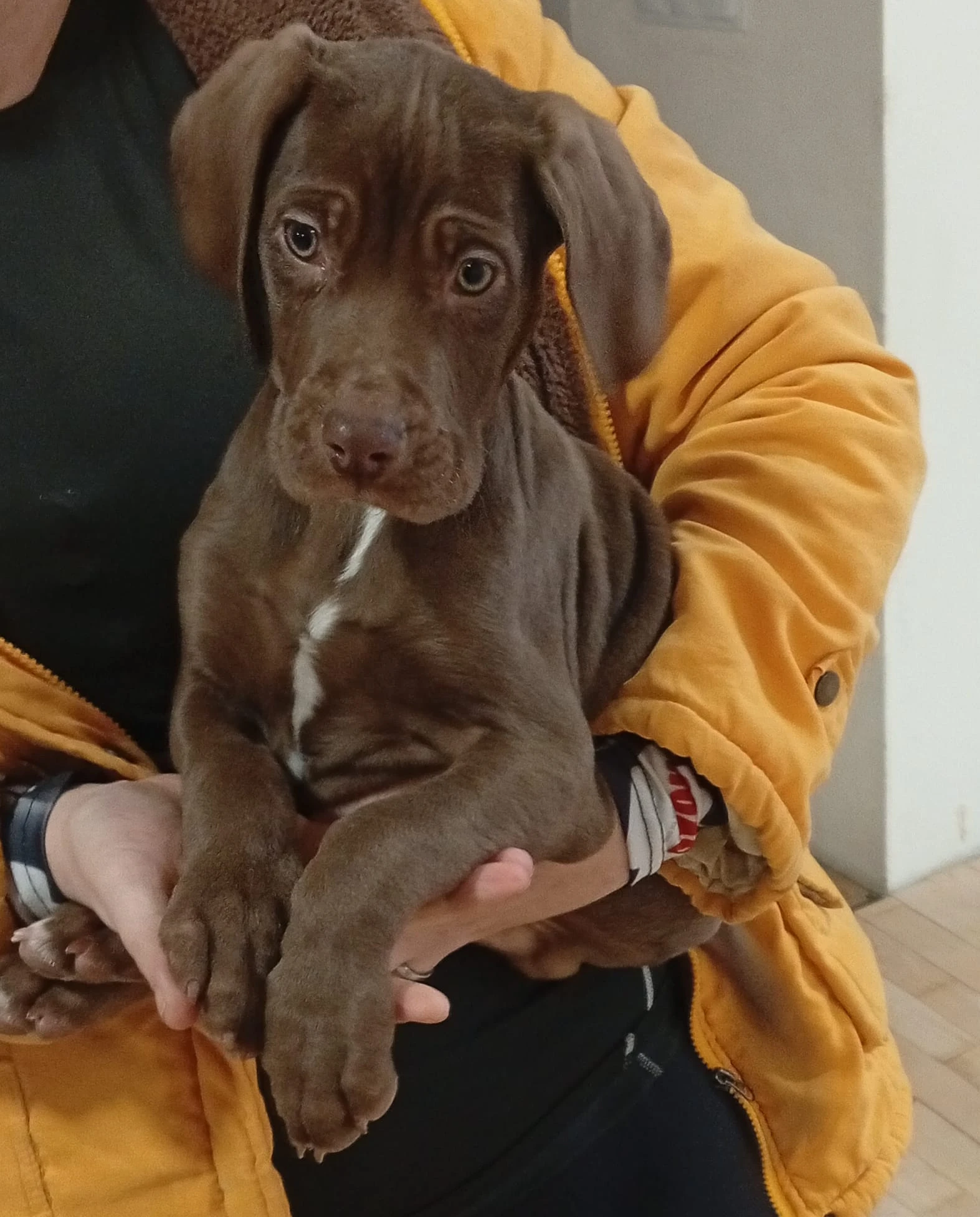 Štěňata německého ohaře/výmarského ohaře