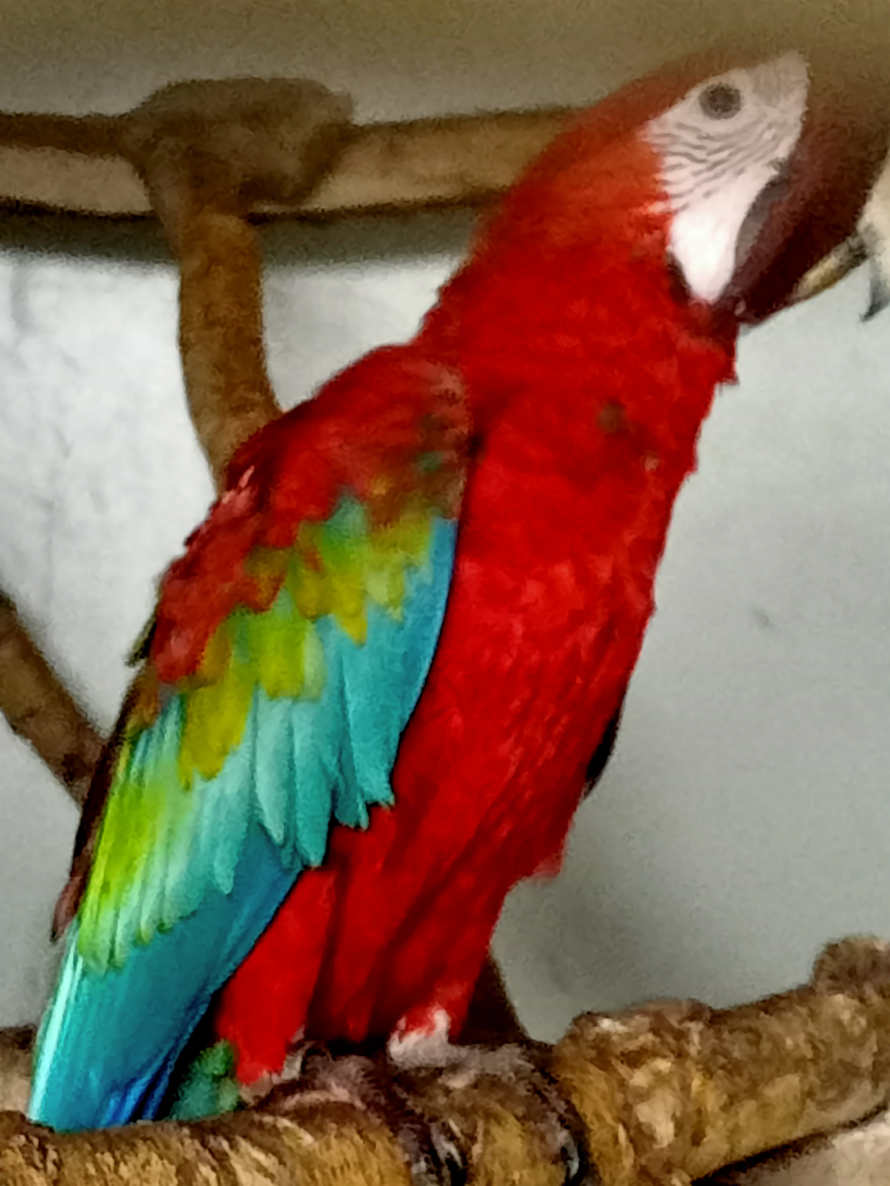 Ara zelenokřídlý 1.0