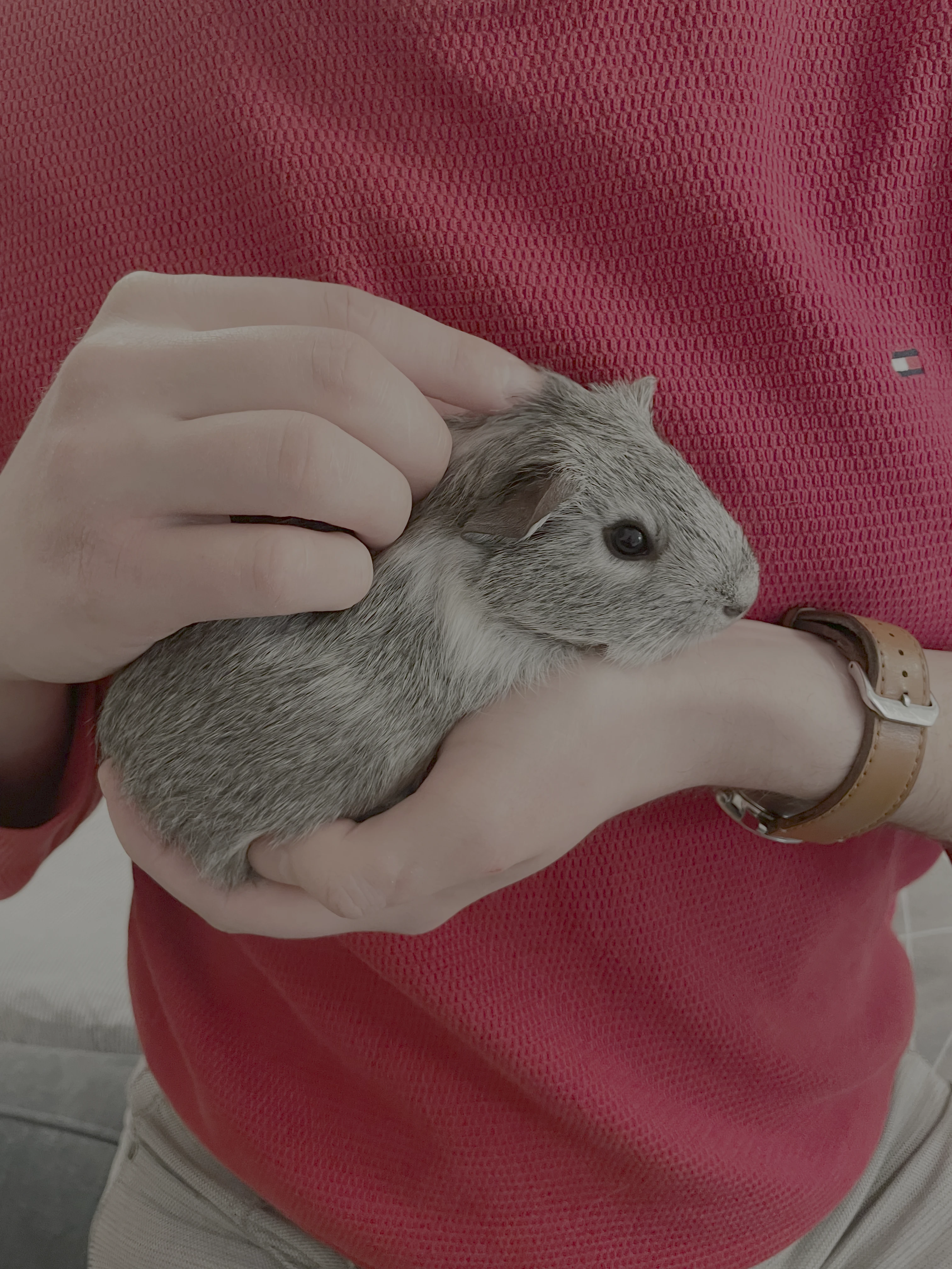 Hledáme domov pro naše morčecí kluky