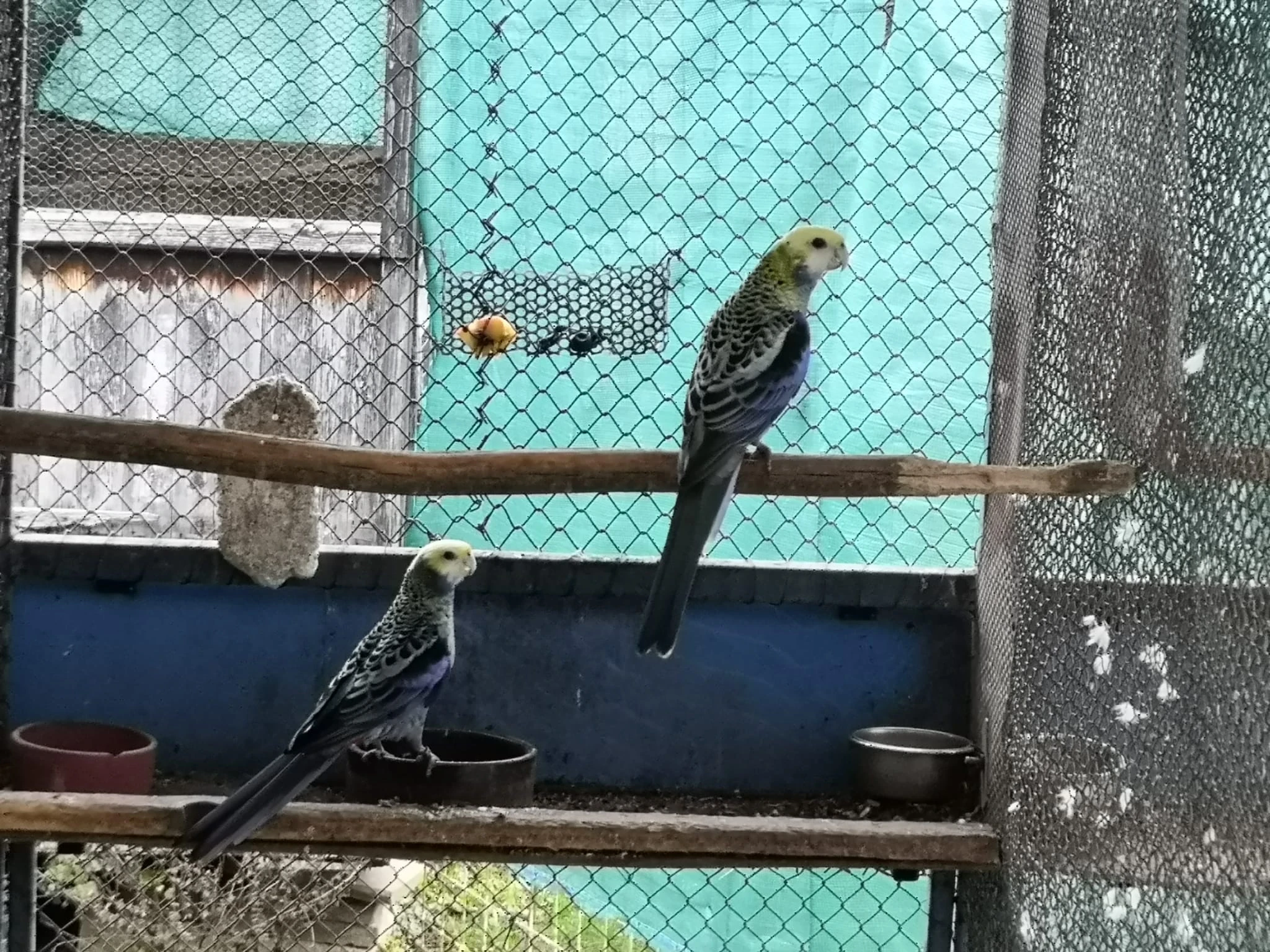 2.2 Rosela žlutohlavá severní (Blauwangenrosella ) kr. 25