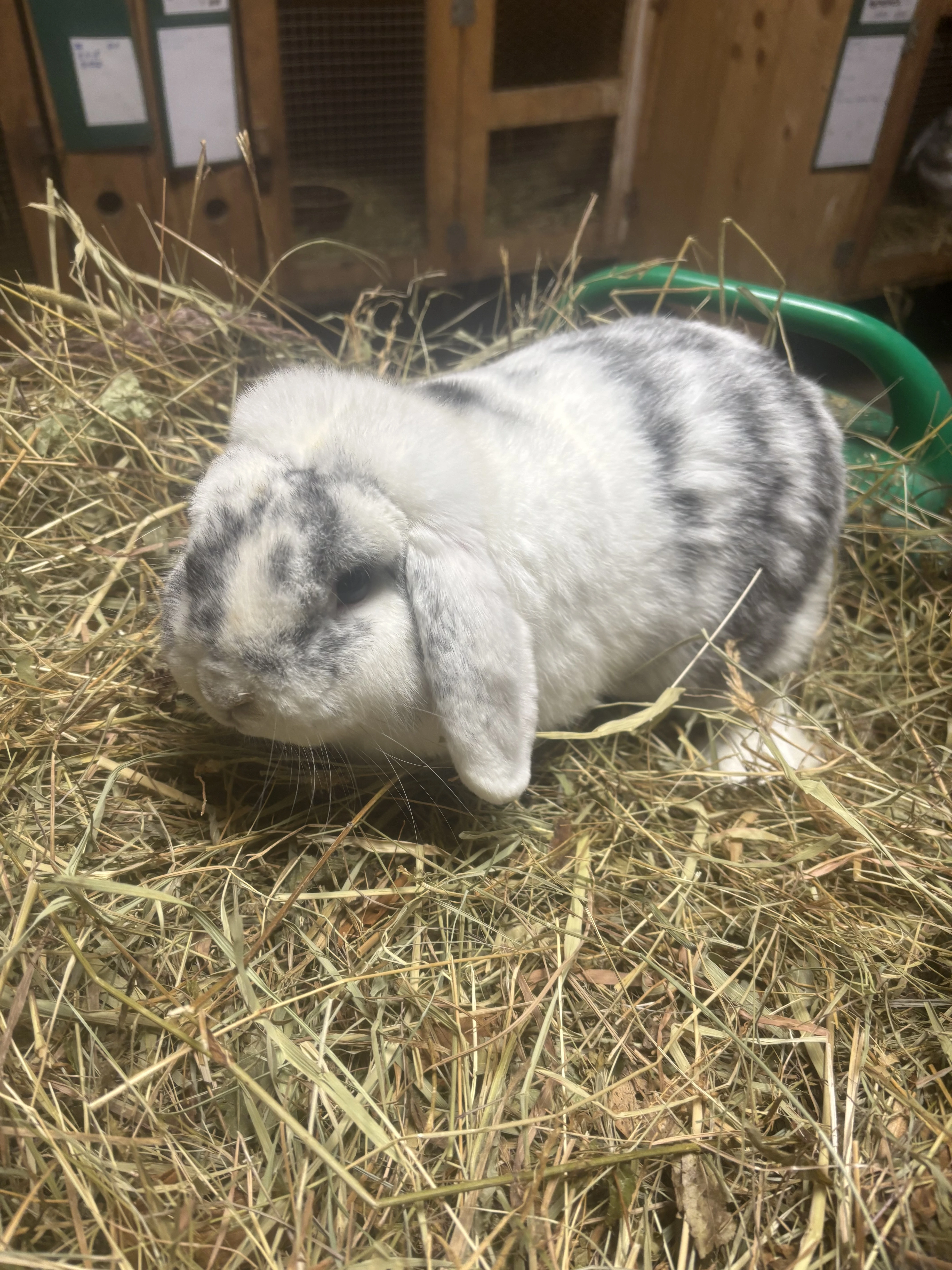 Zakrslý beran rhönský