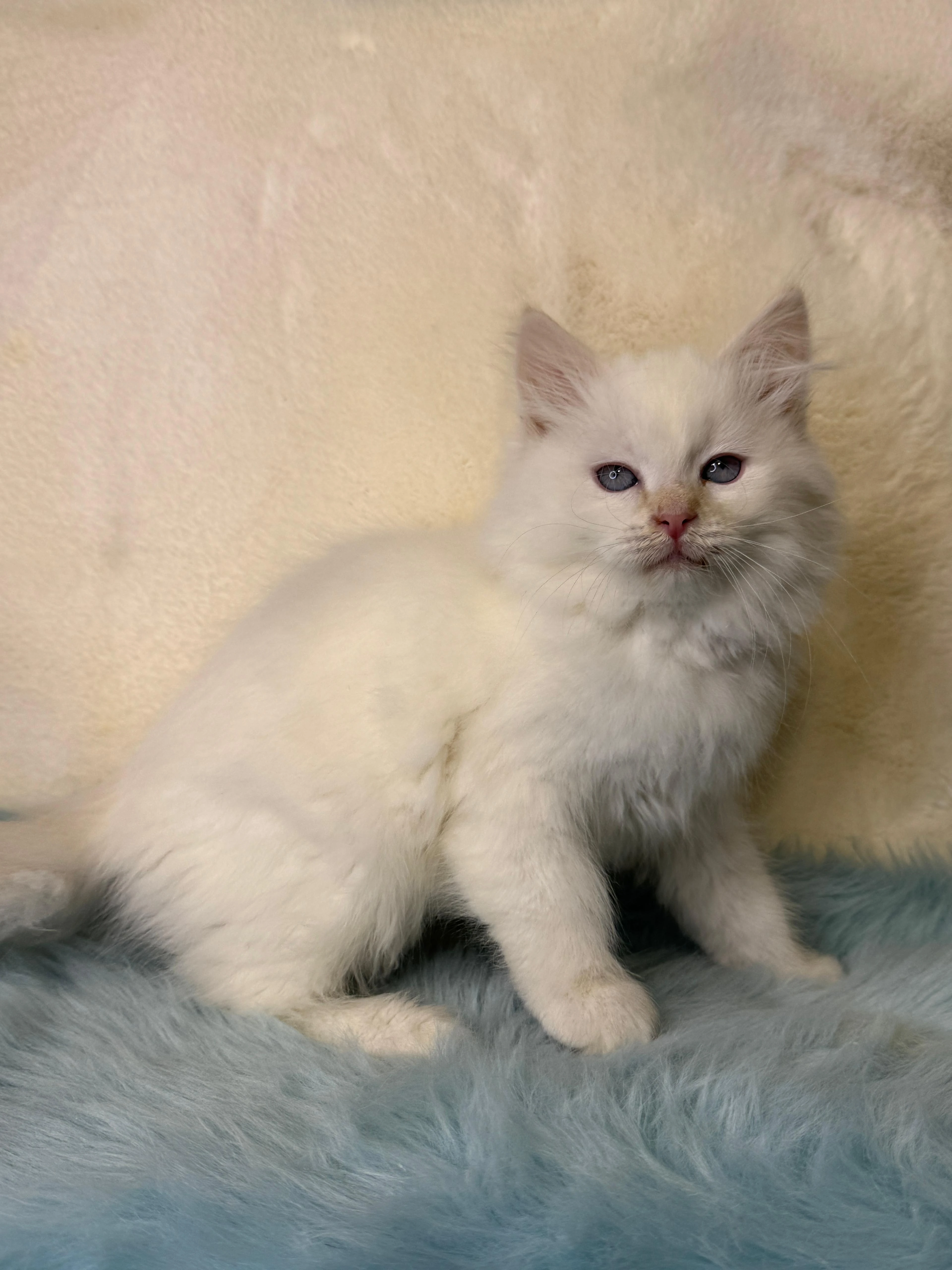 Něvská maškaráda s PP - kocourek Kayn