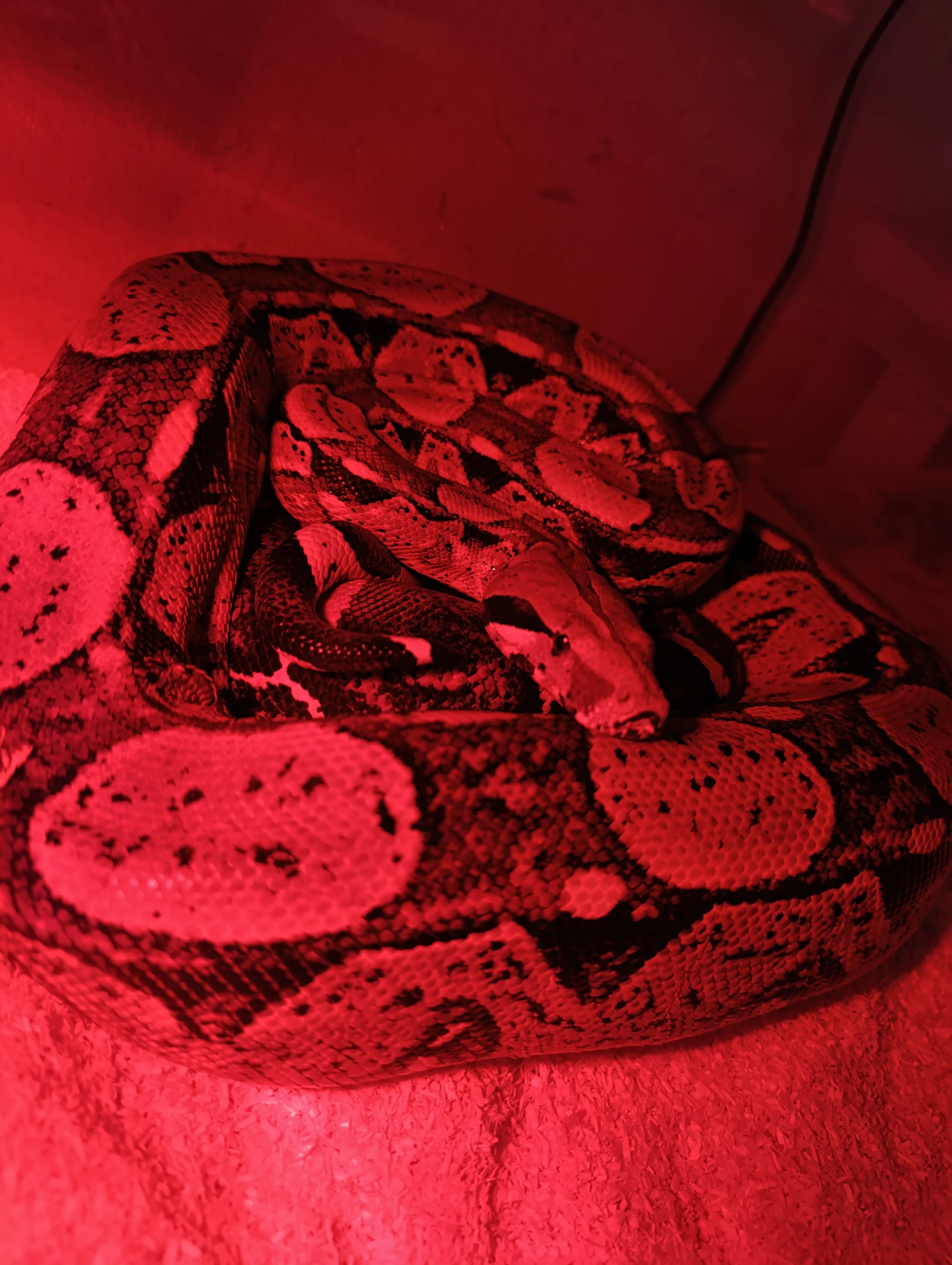 Prodám hroznýše královského