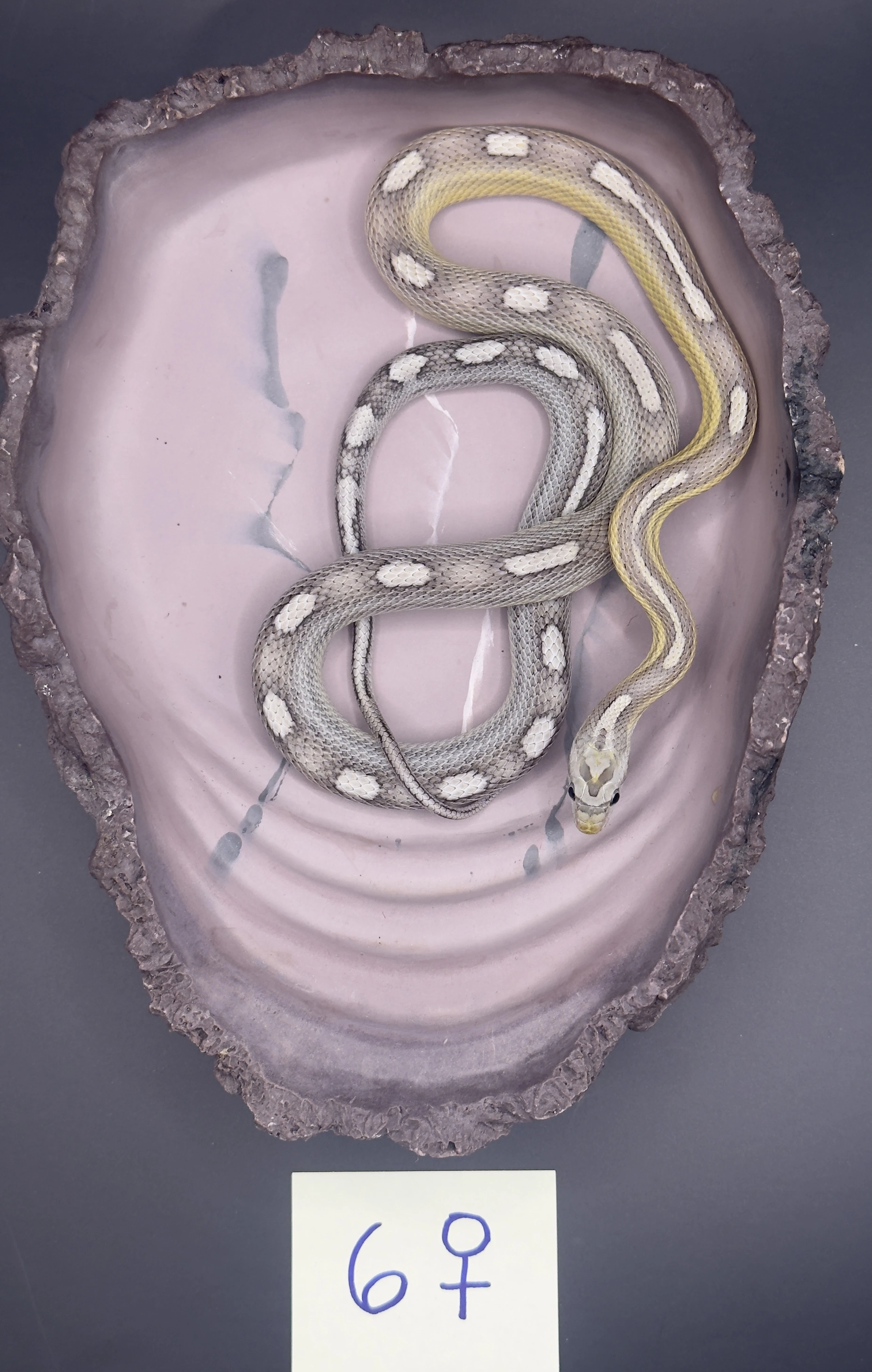 Užovky červené 06/25 a 08/25 (Pantherophis guttatus)