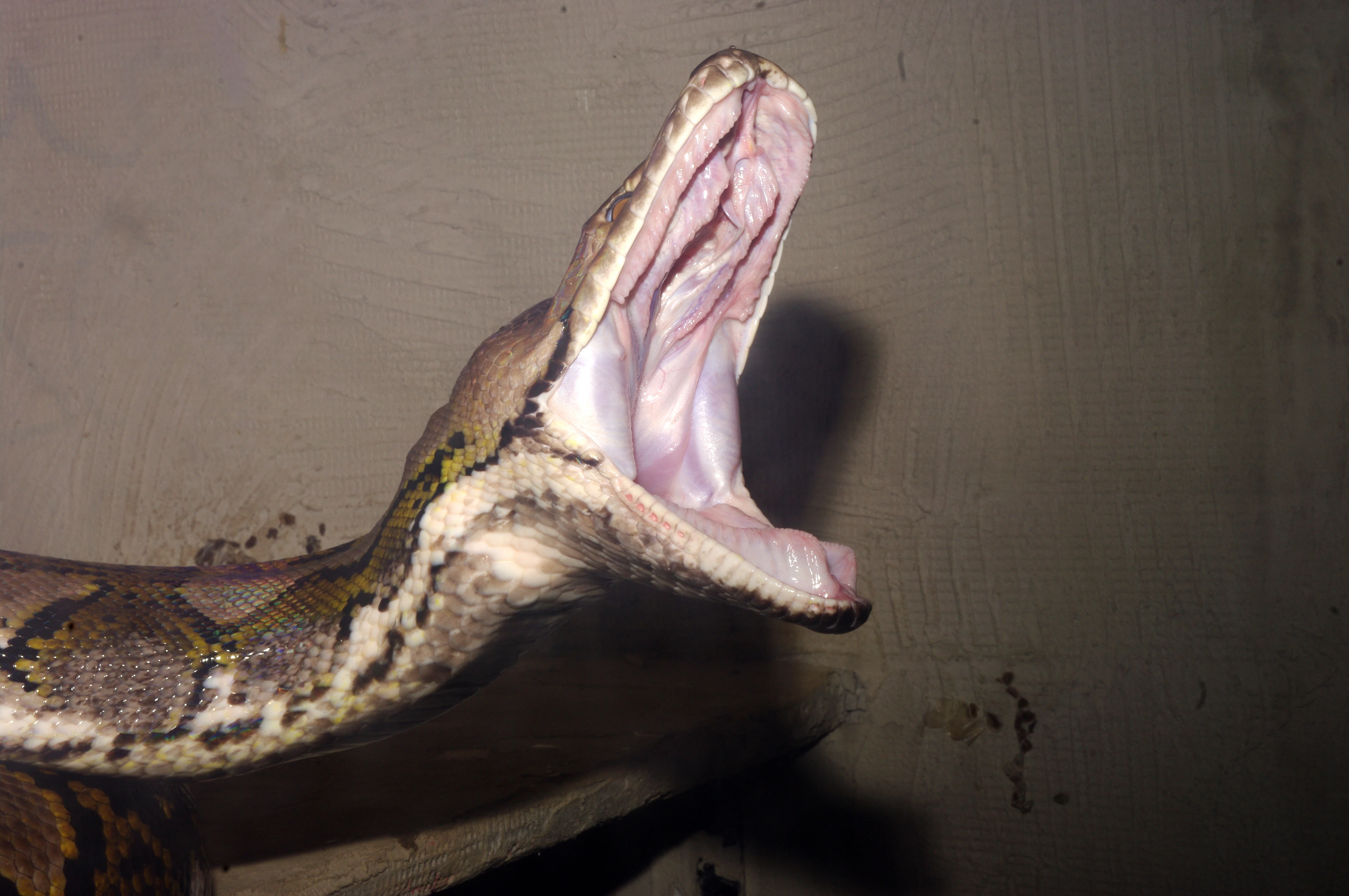 Krajta mřížkovaná