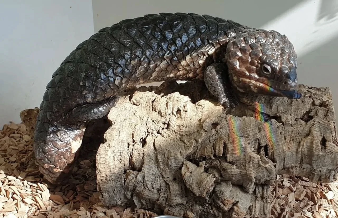 Ještěrka šindelová – Tiliqua Rugosa