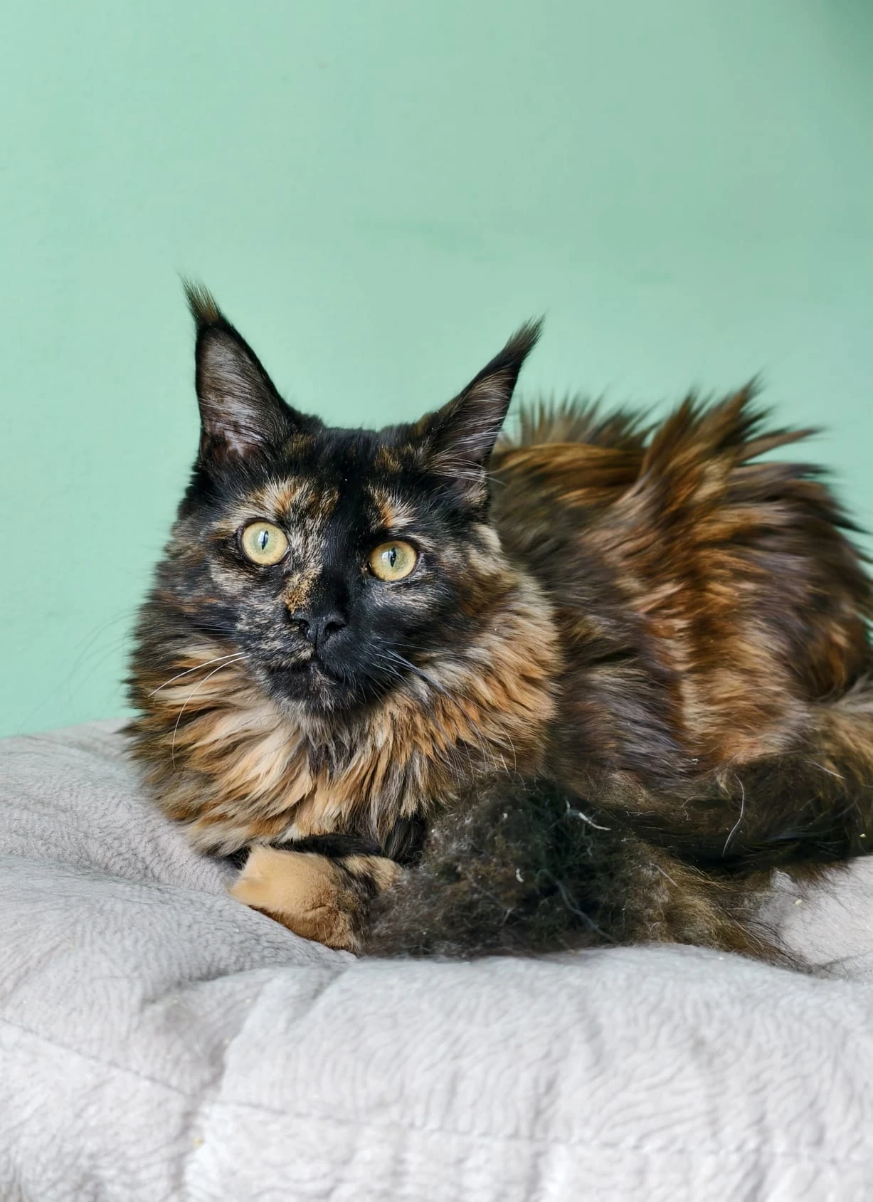 Prodám mainskou mývalí kočičku s PP