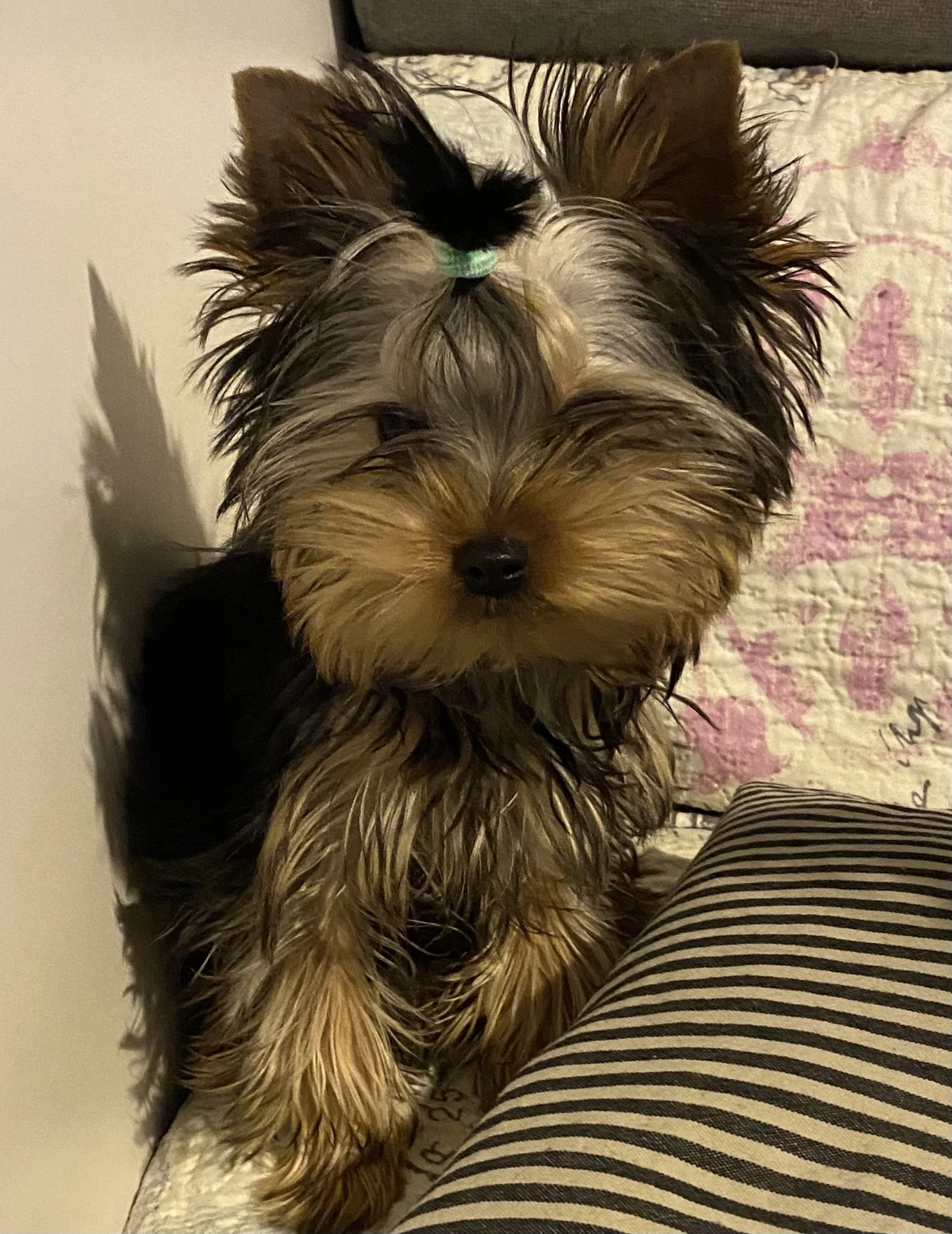 Yorkšírský teriér s PP FCI