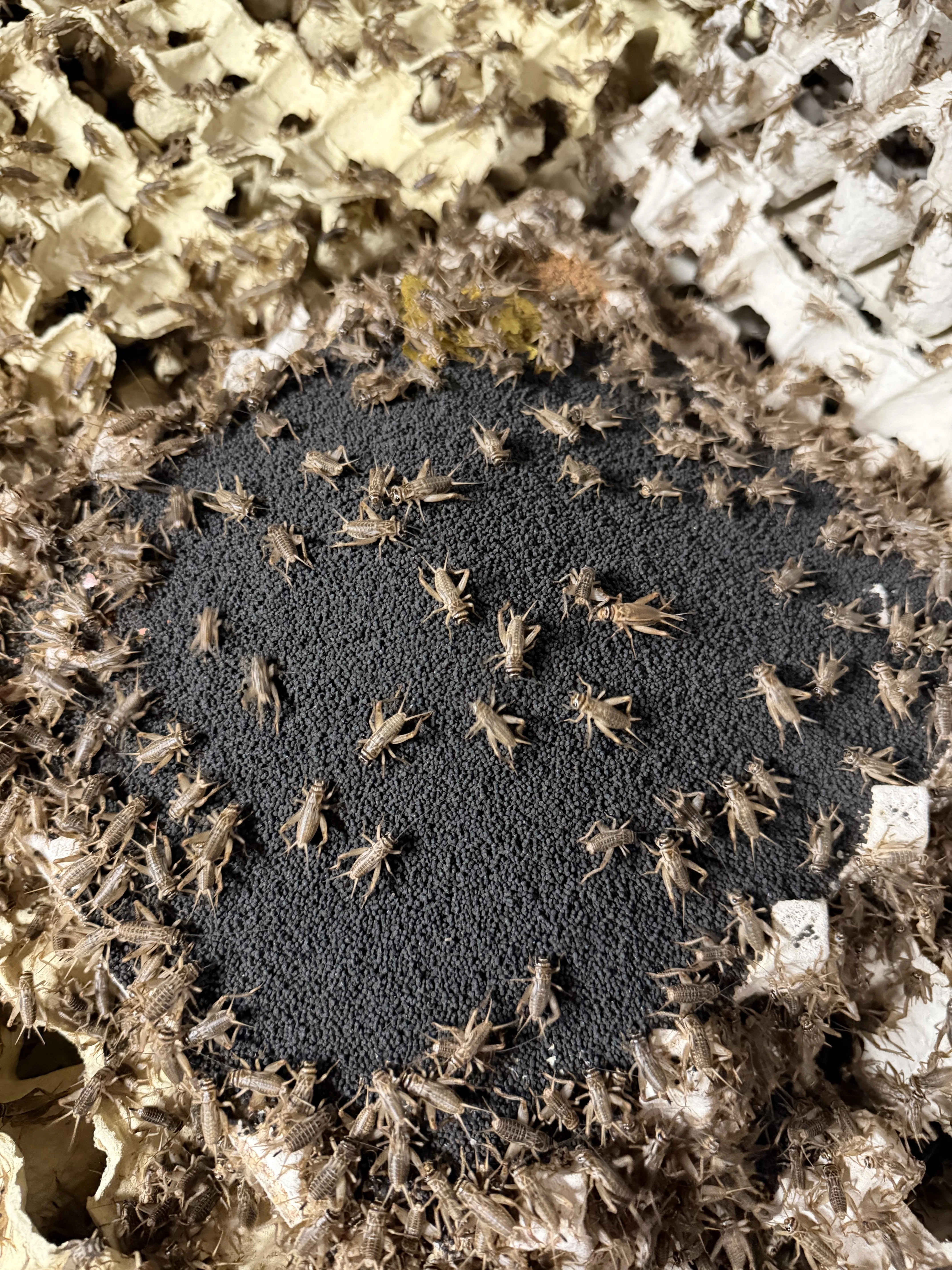 Krmný hmyz v nejvyšší kvalitě