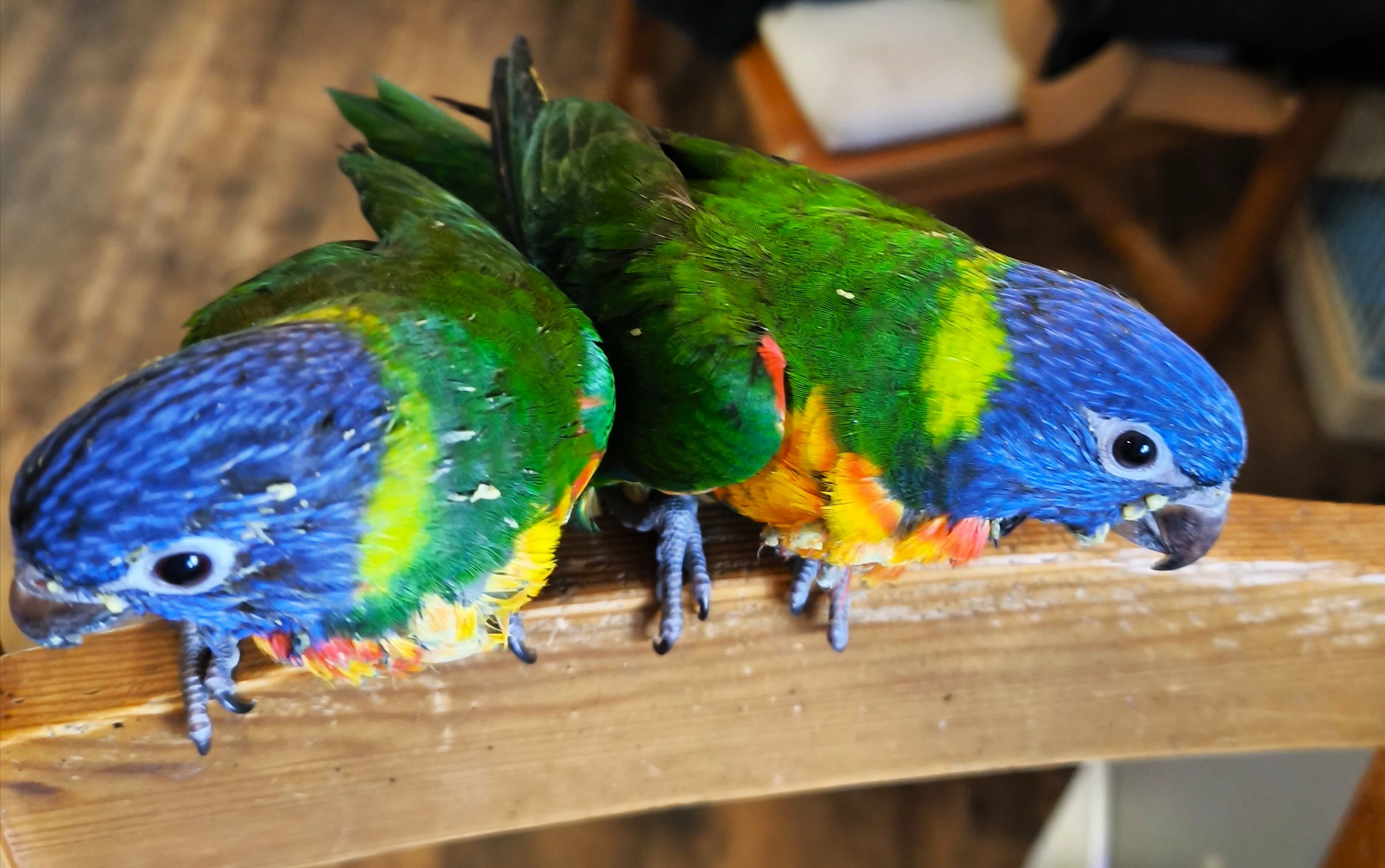 Lori mnohobarvý horský