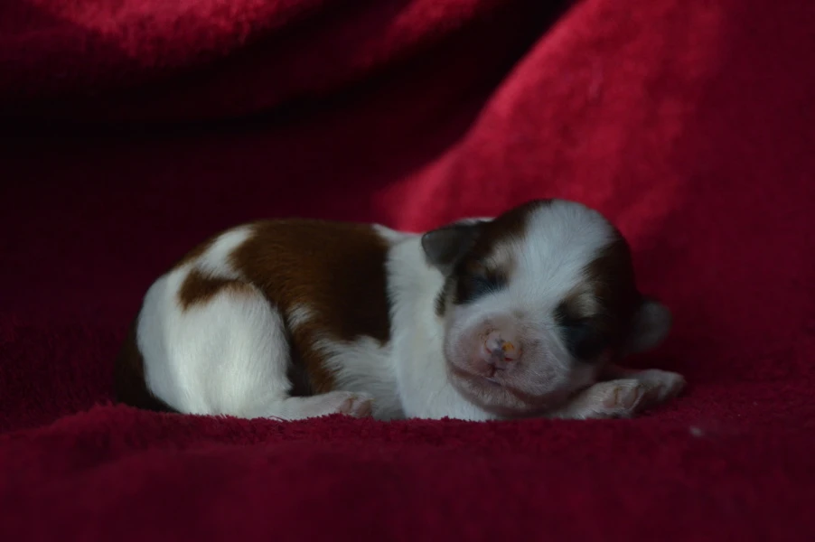 Havanský psík s PP