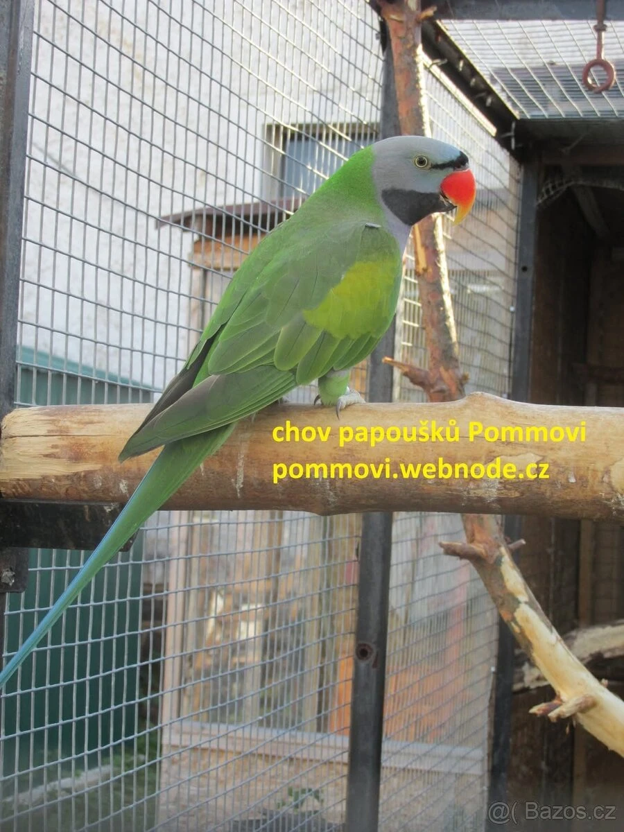 Alexandr čínský - vyměníme samce