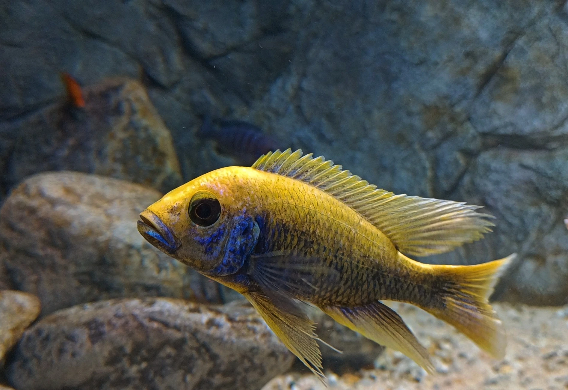 Sciaenochromis fryeri sunflower