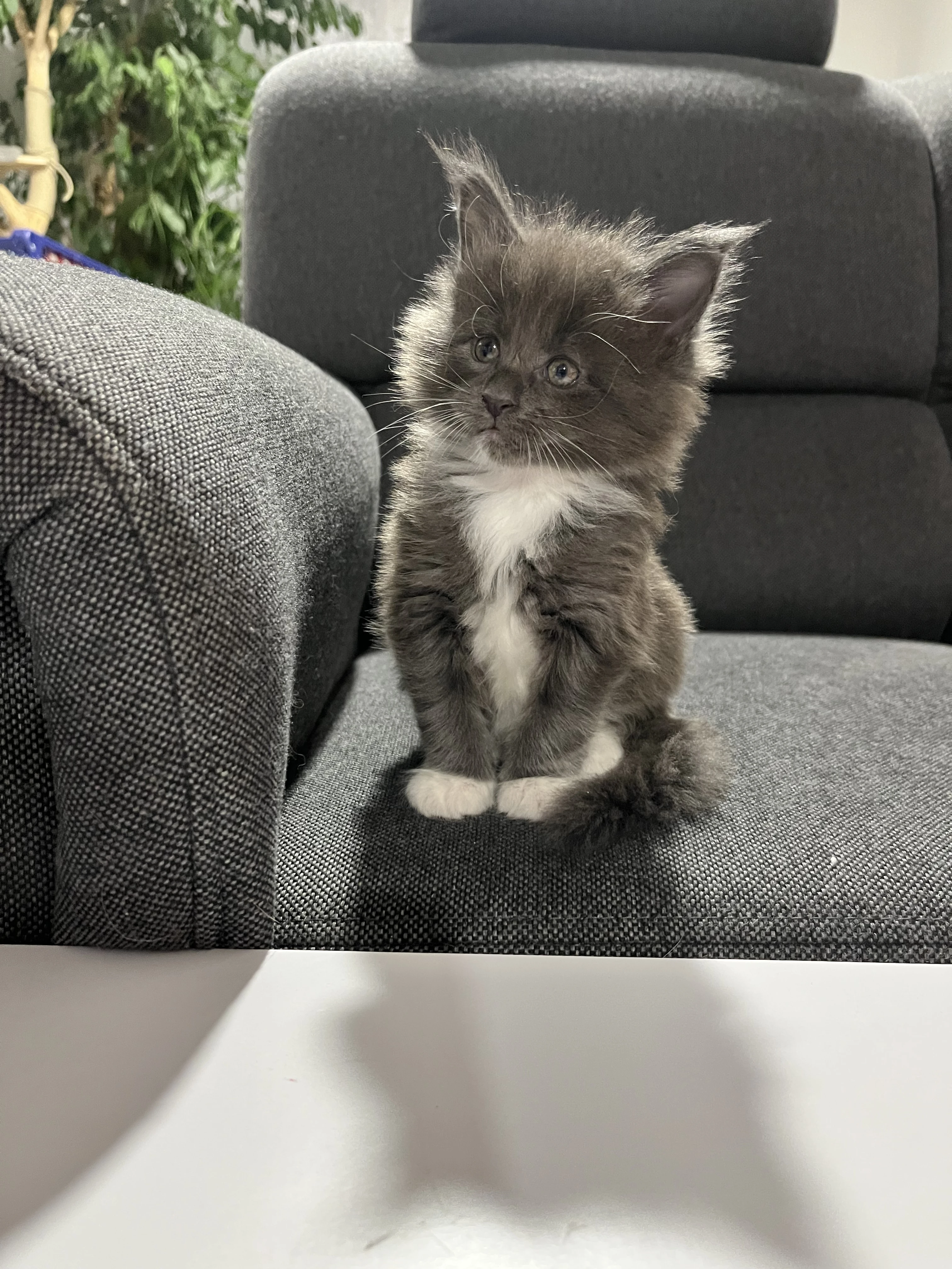 Mainské mývalí koťátka