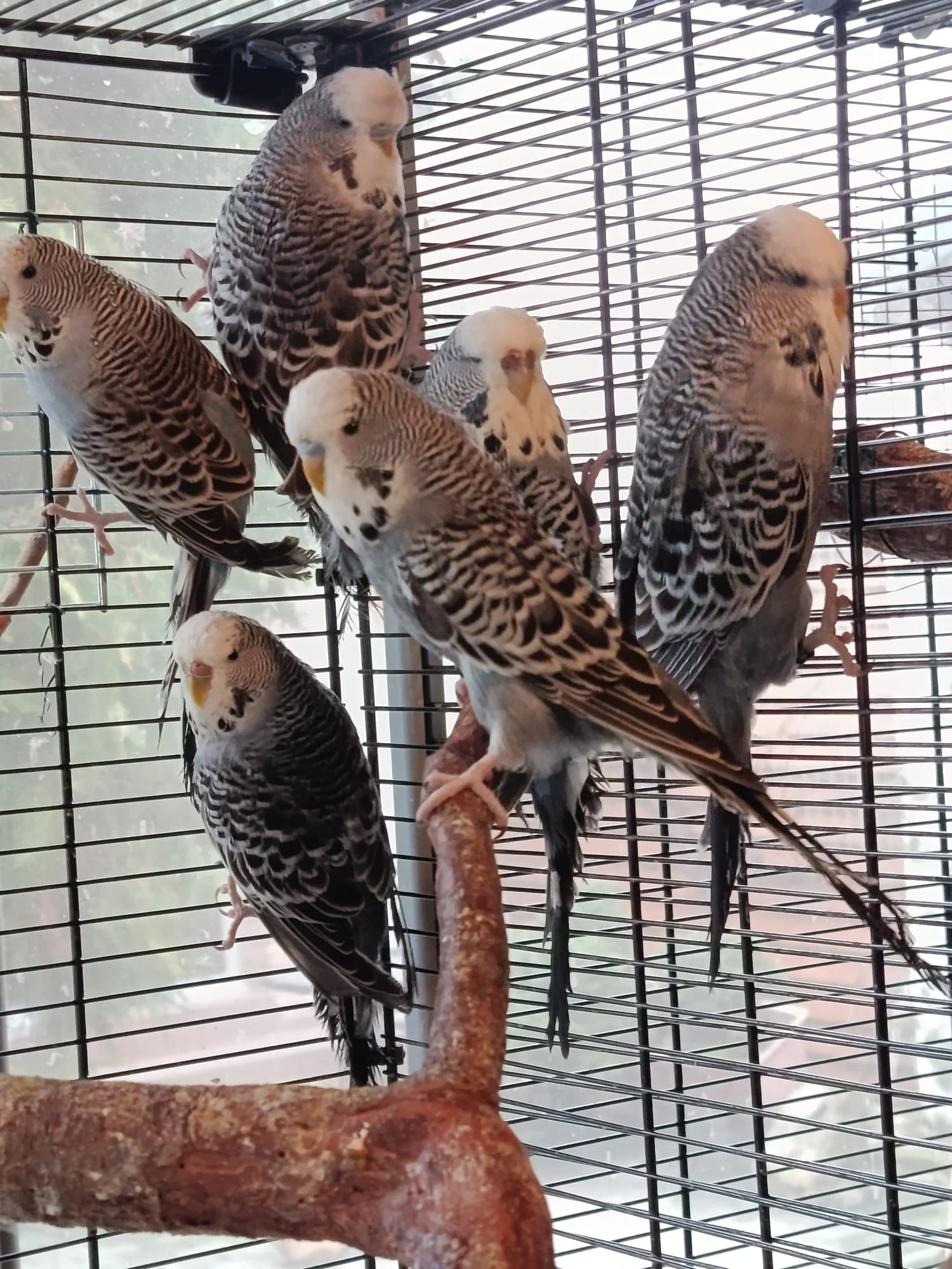 Prodám andulky rok 2025