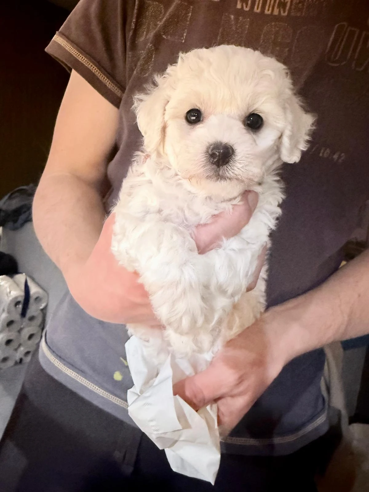 Štěnátka s PP Bichon a poil frise, Bišonek