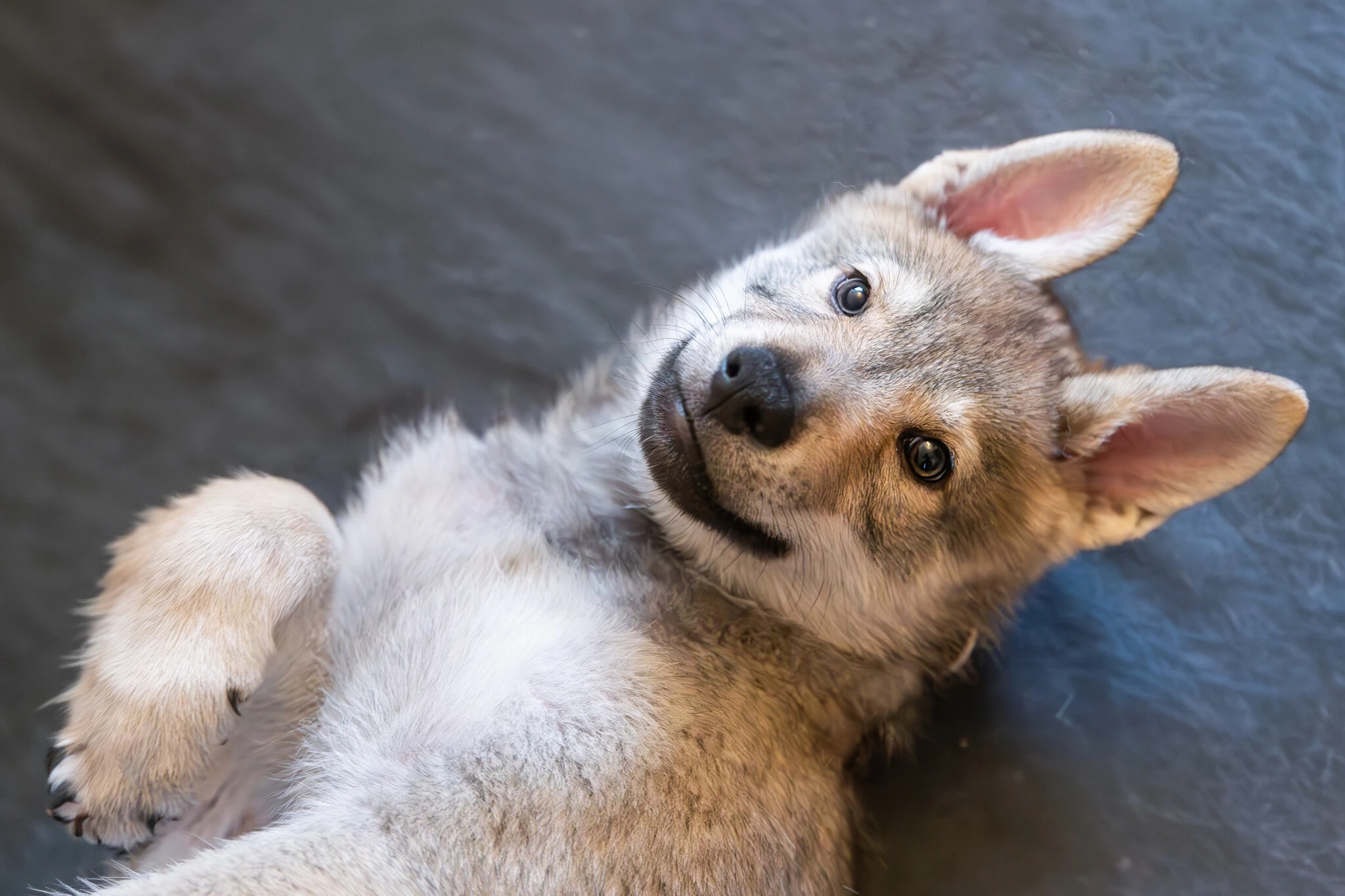 Československý vlčák s rodokmenem TOP spojení