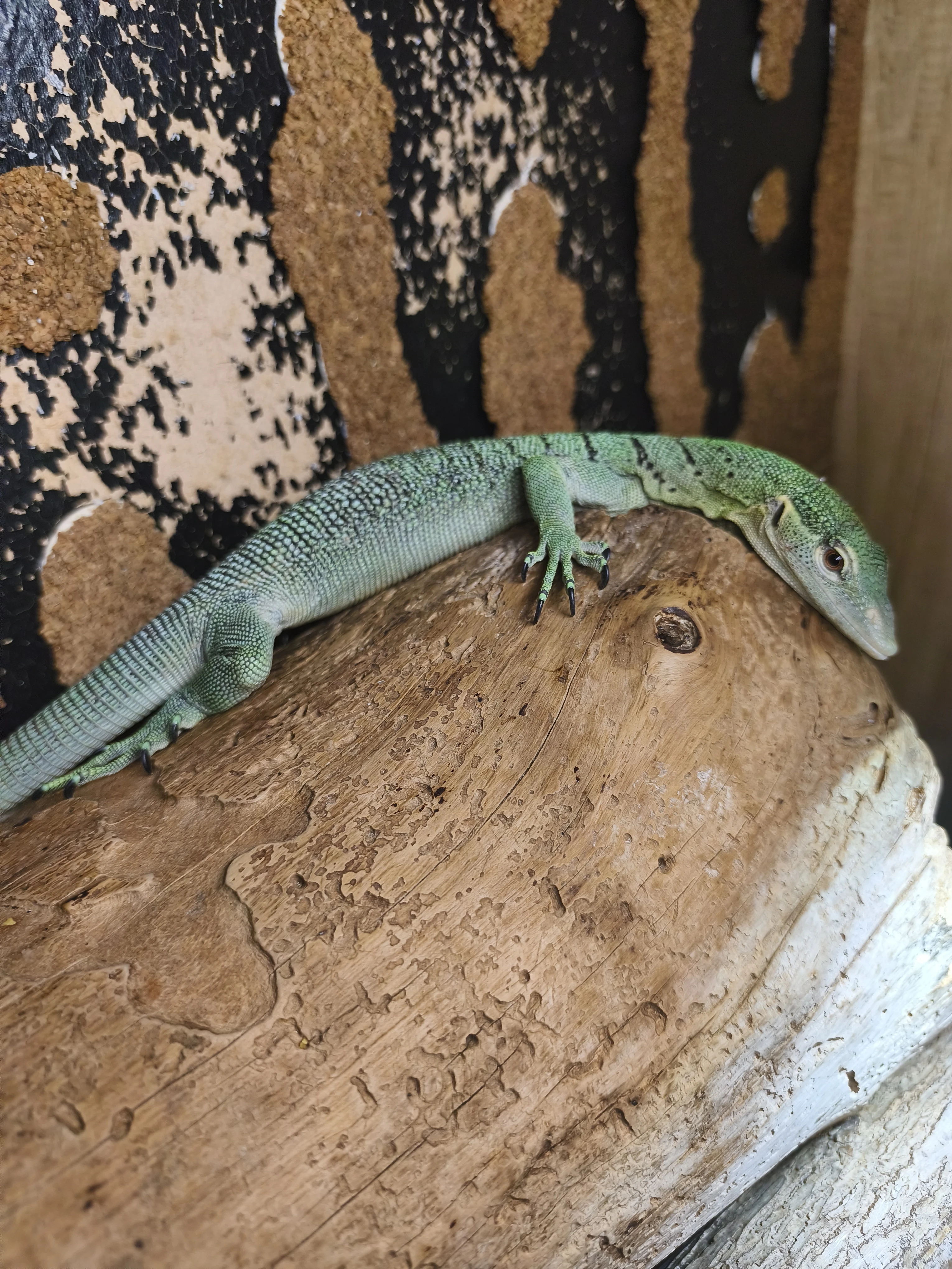 Varanus prasinus merauke