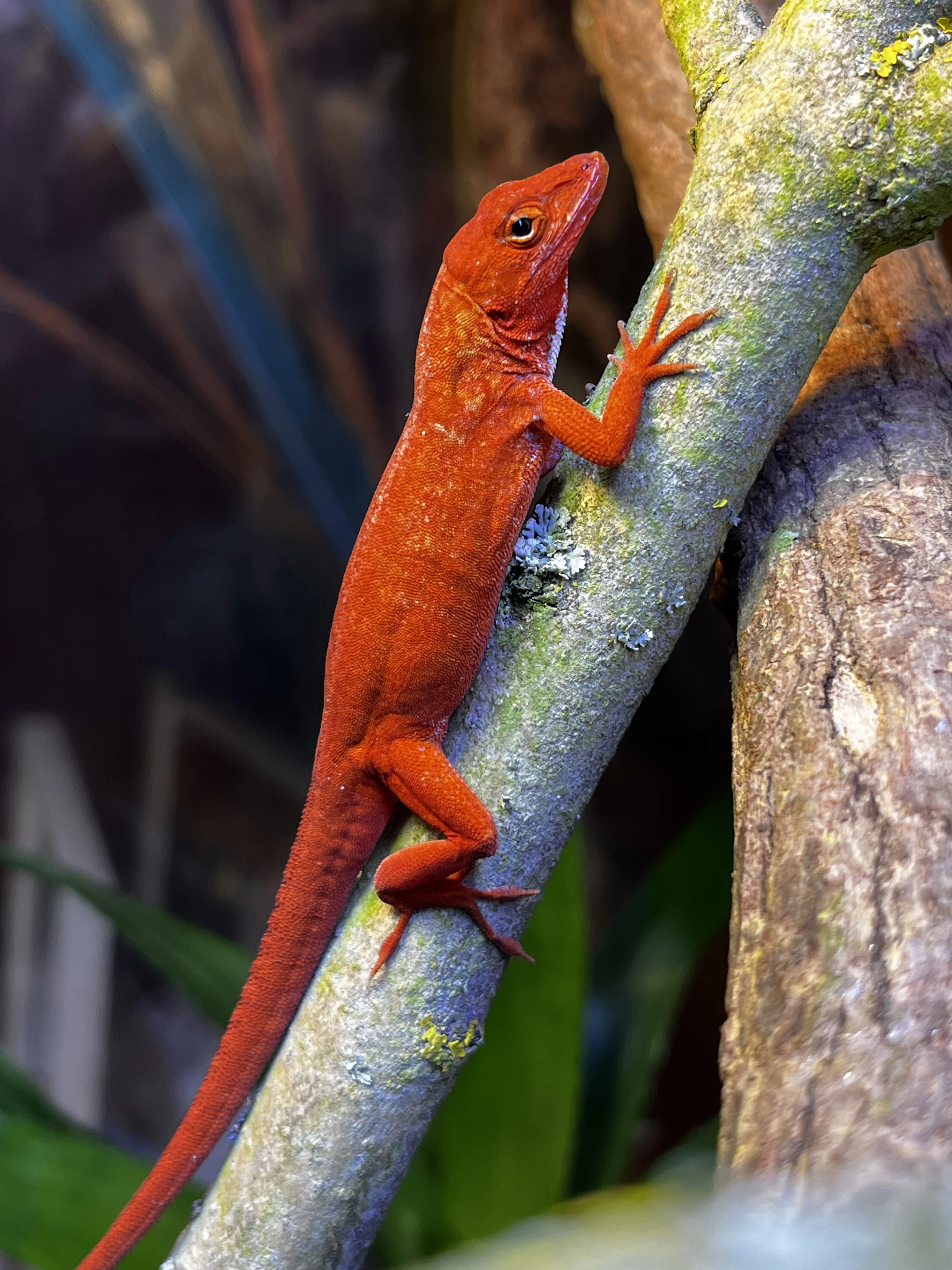 Anolis sagrei red