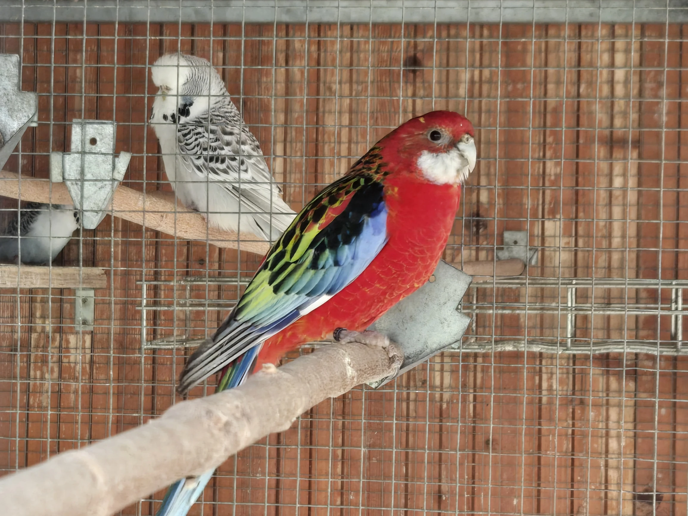 Prodám rosela pestrá