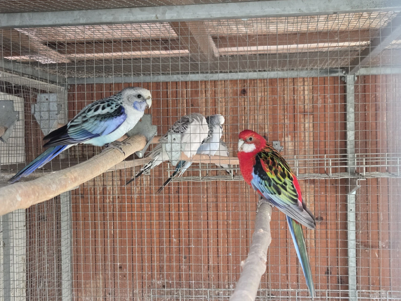 Prodám rosela pestrá