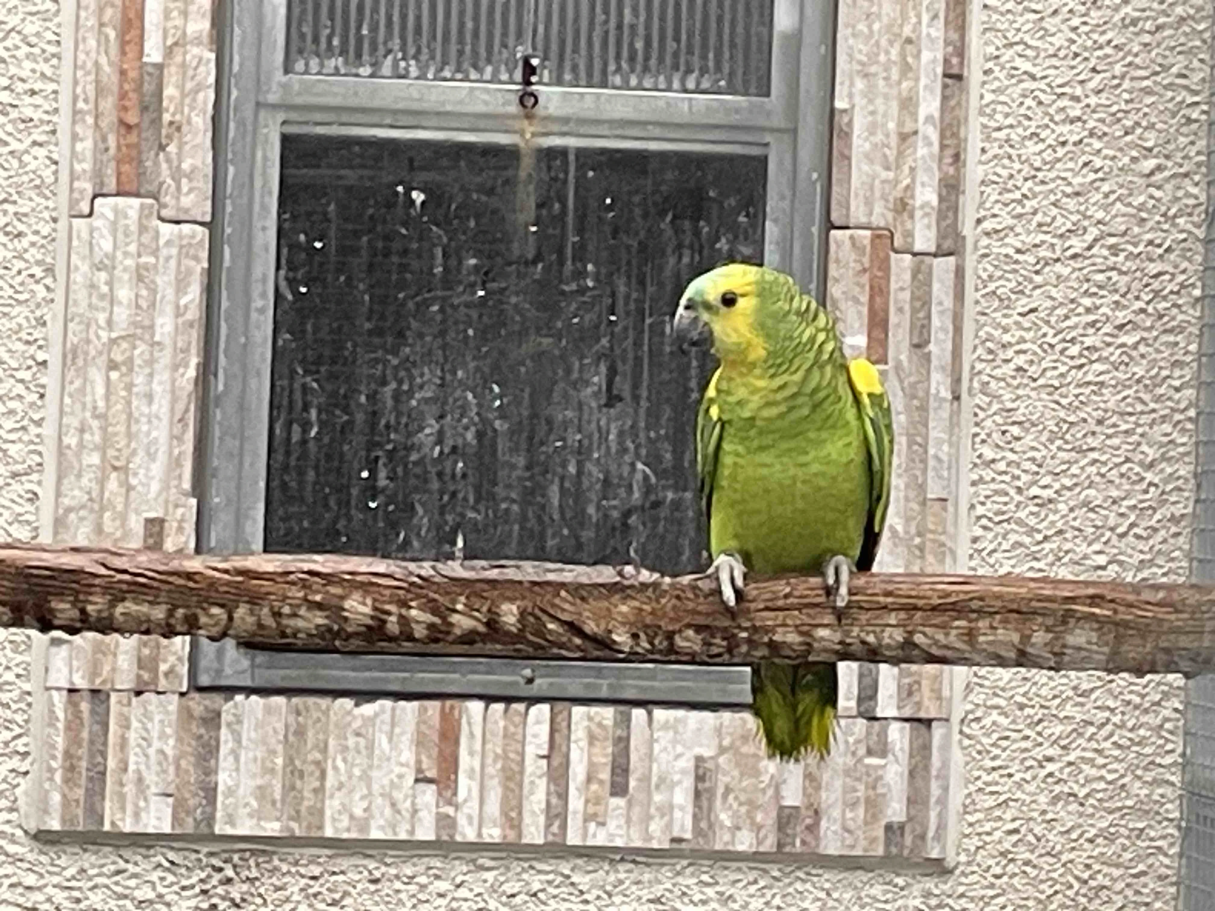 Amazoňan modročelý xanthopteryx