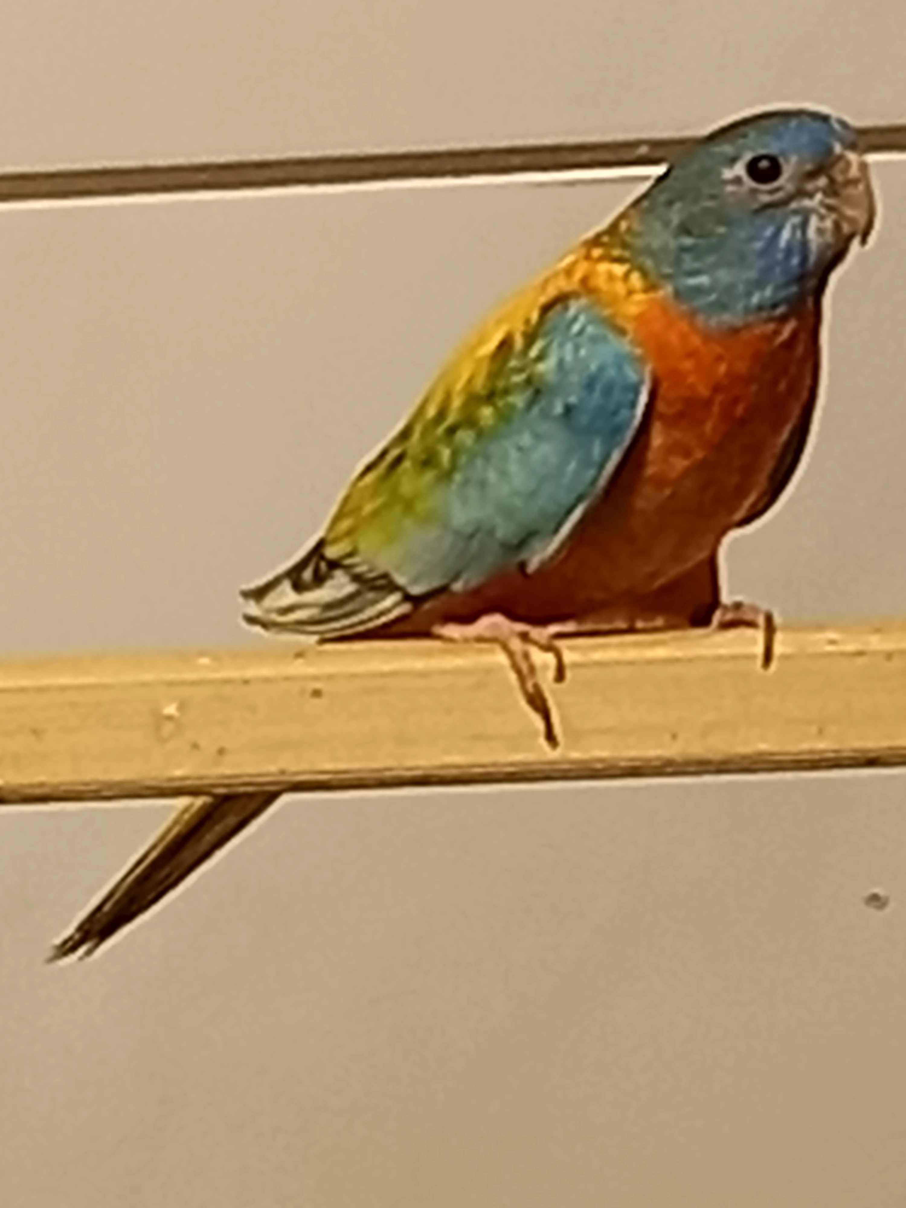 Prodám samičku neofémy modrohlavé