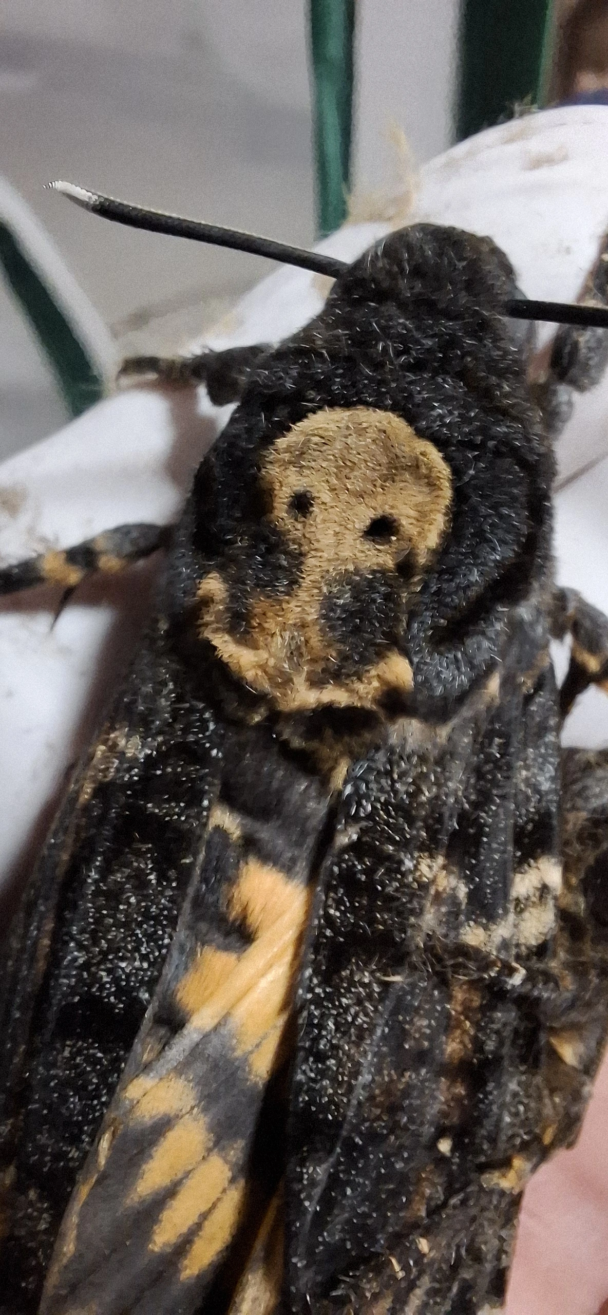 Acherontia Atropos/ lišaj smrtihlav