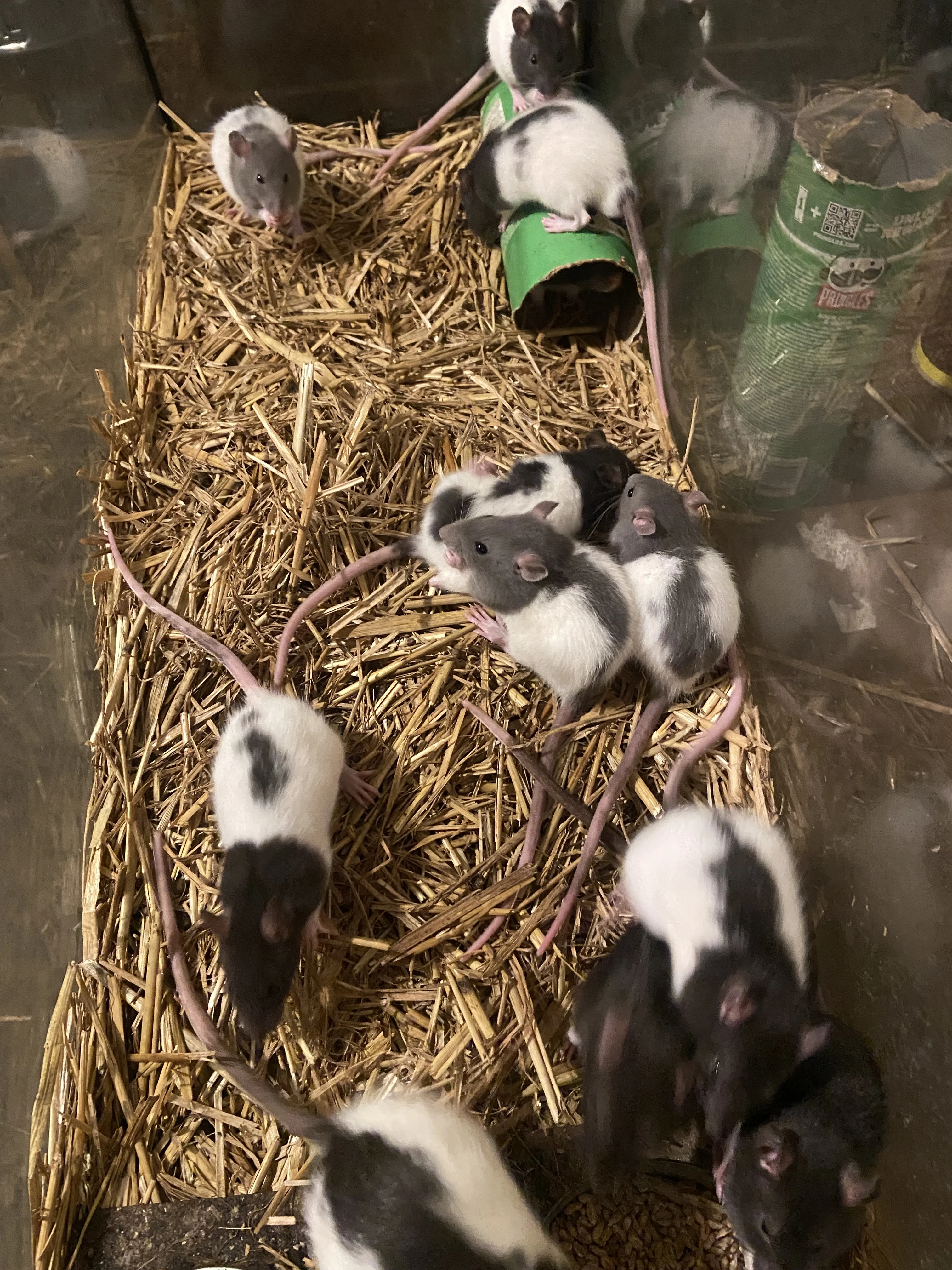 Potkani 20-30 Kč/ks