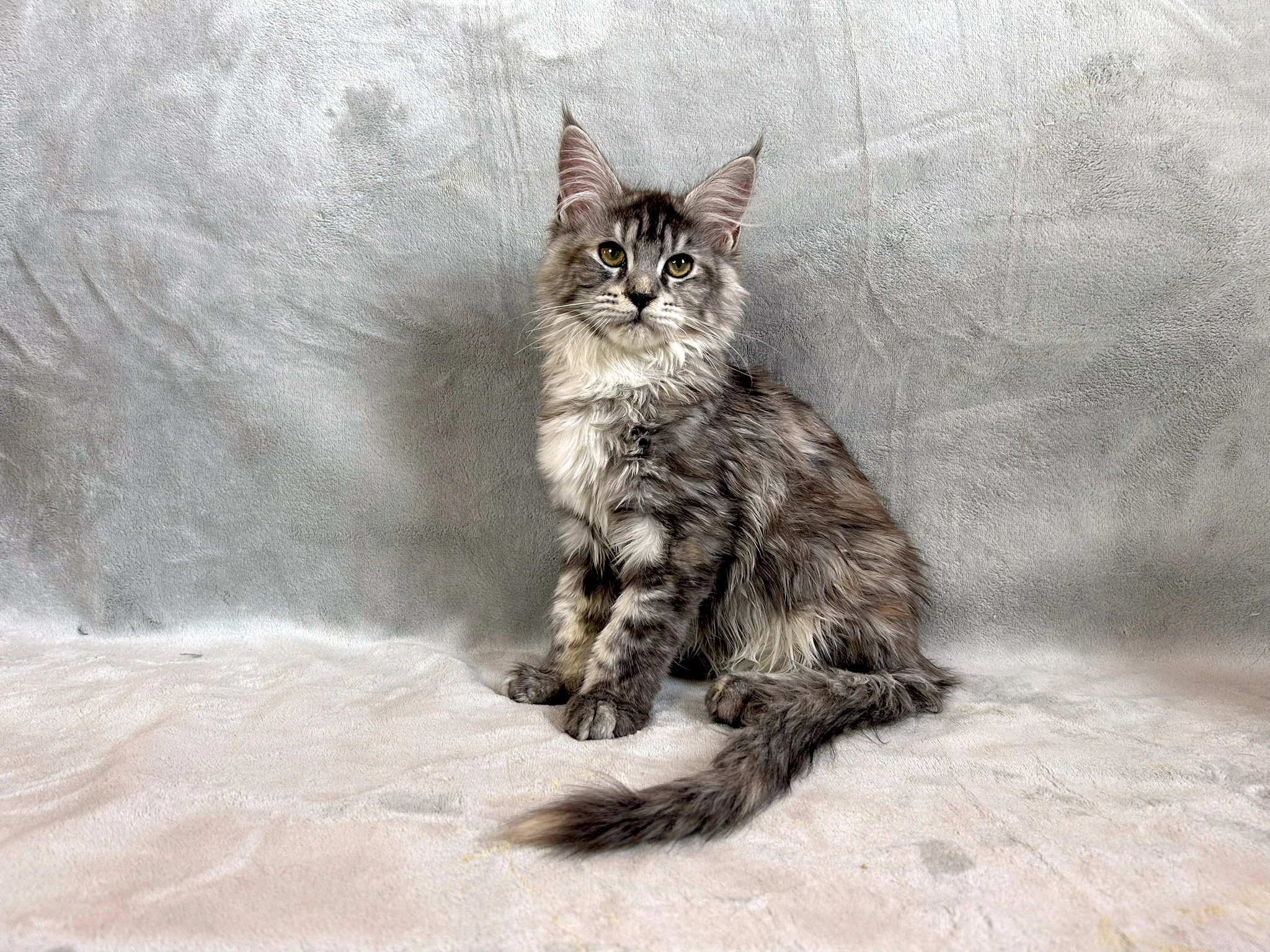 Kočička - Mainská mývalí - s PP