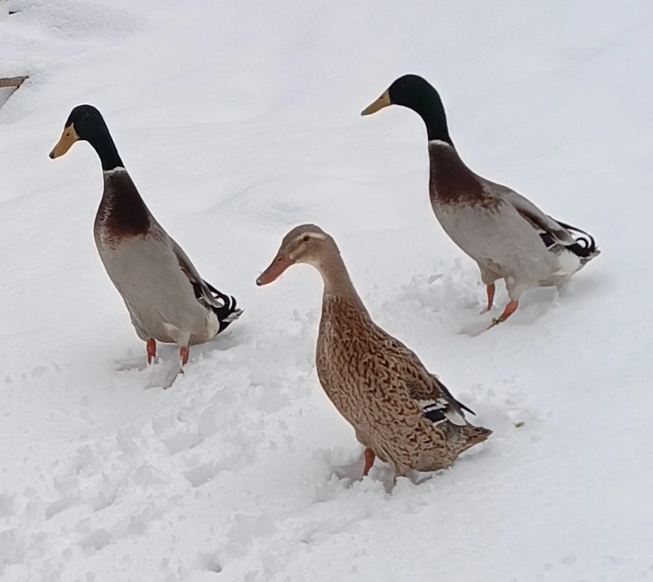 Indický běžec 1,0