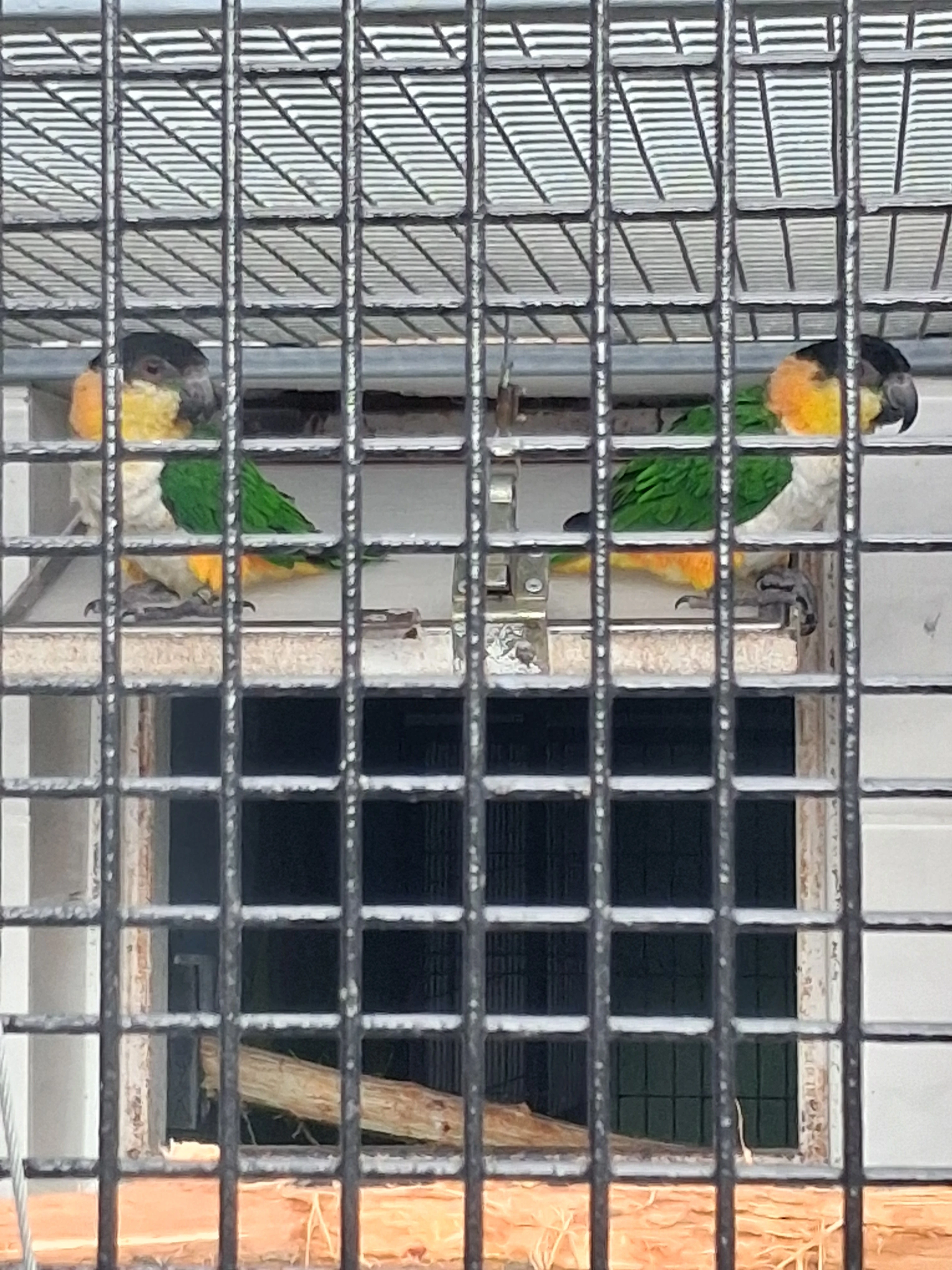 Amazonek černotemenný