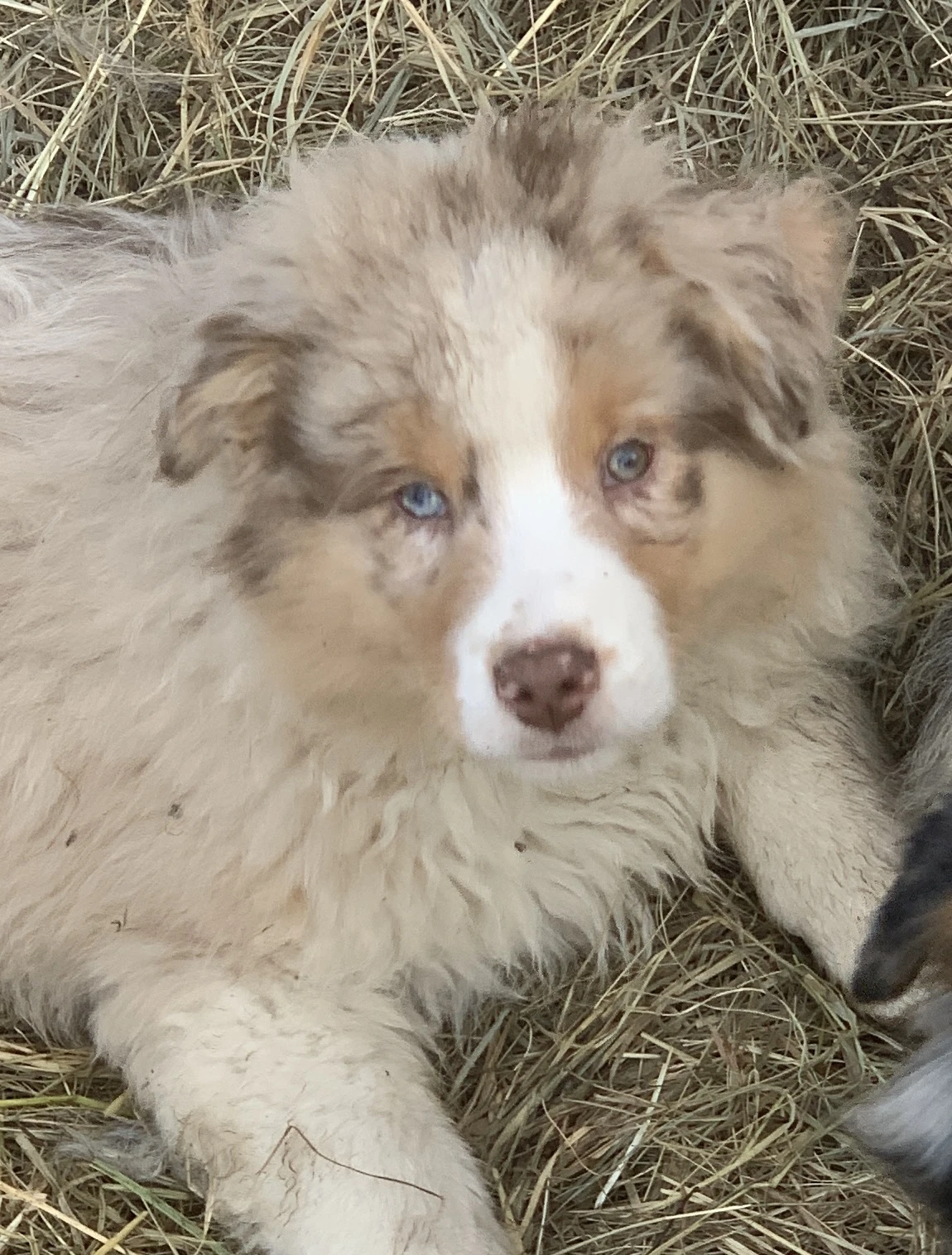 V typu australský ovčák