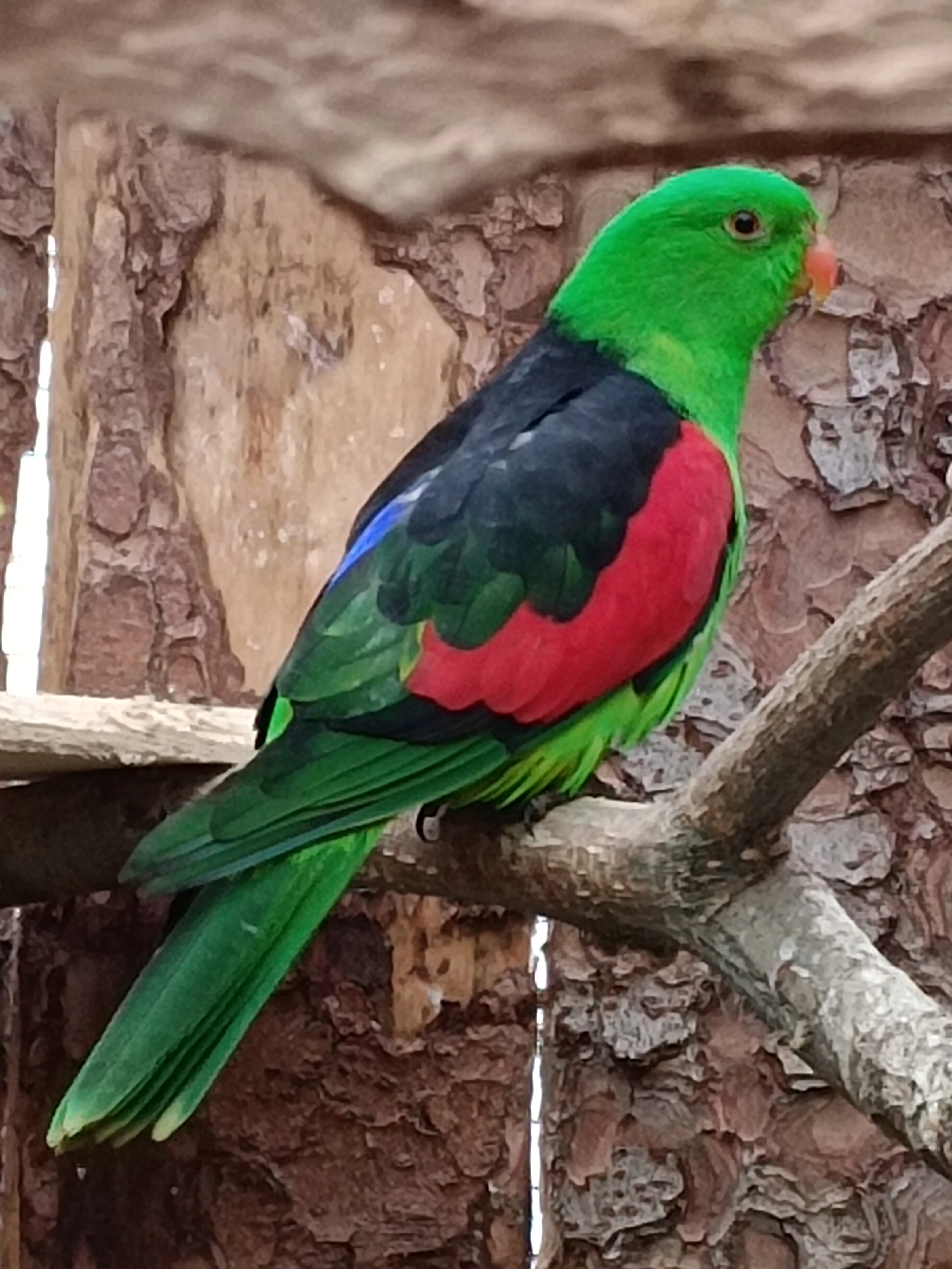 Prodám samce papoušek černokřídlý