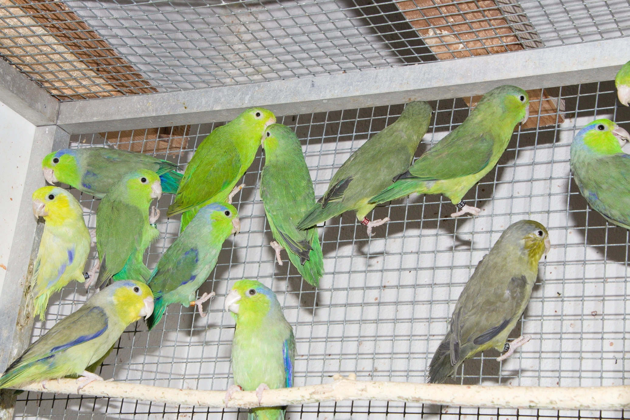 Prodám Papoušíčka šedokřídlého