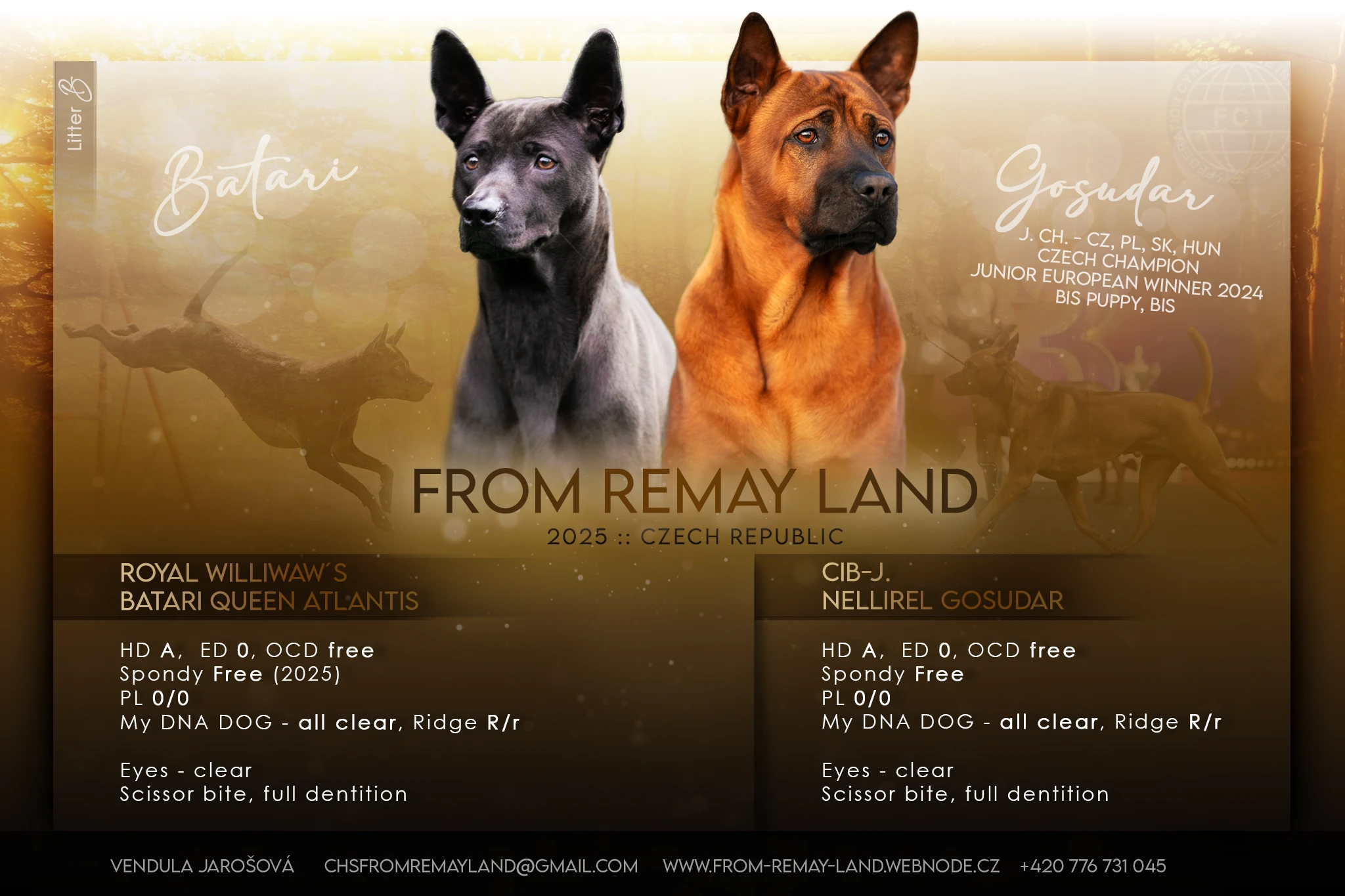 Thajský ridgeback s PP, Thai ridgeback