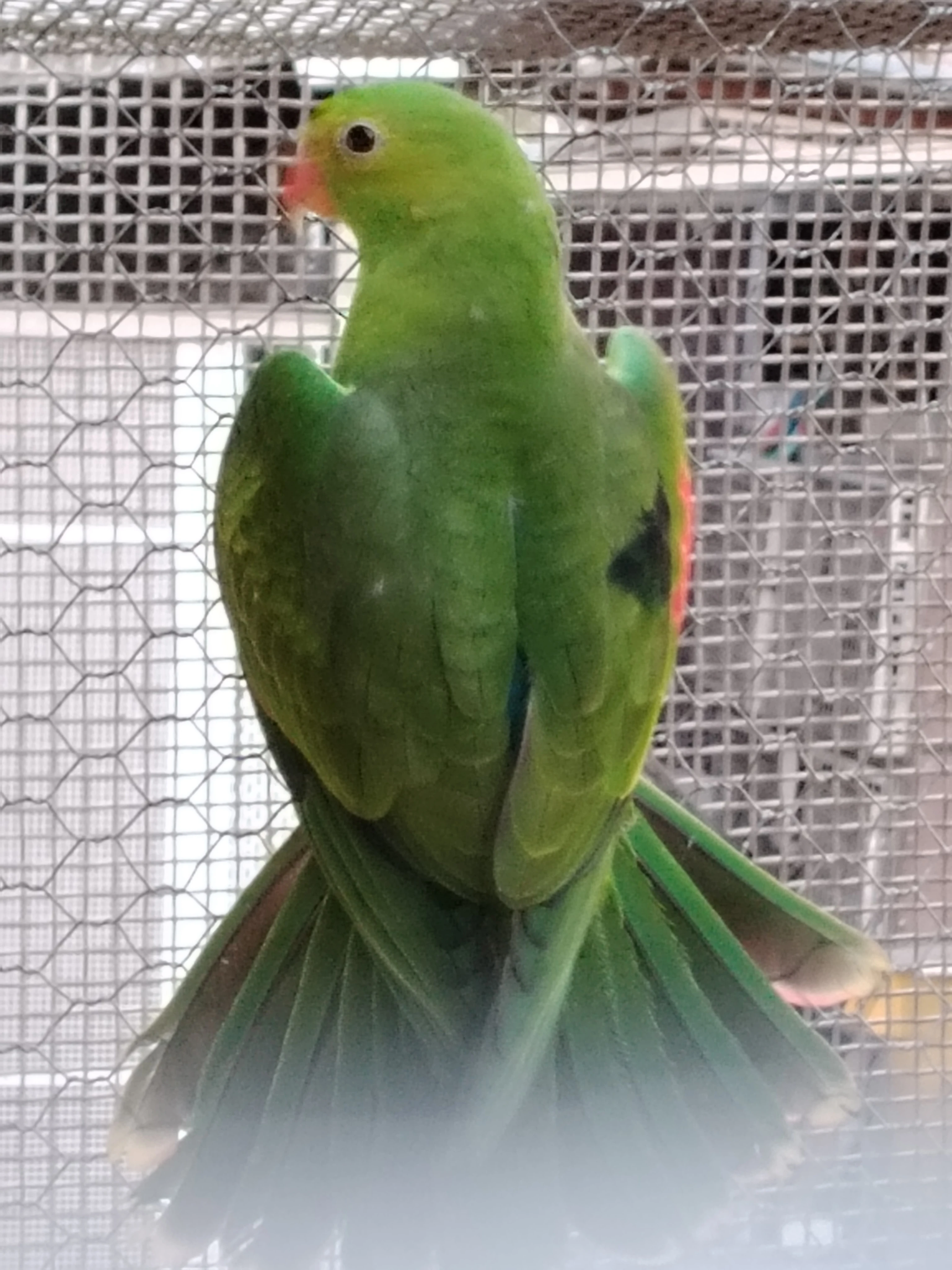 Papoušek červenokřídlý