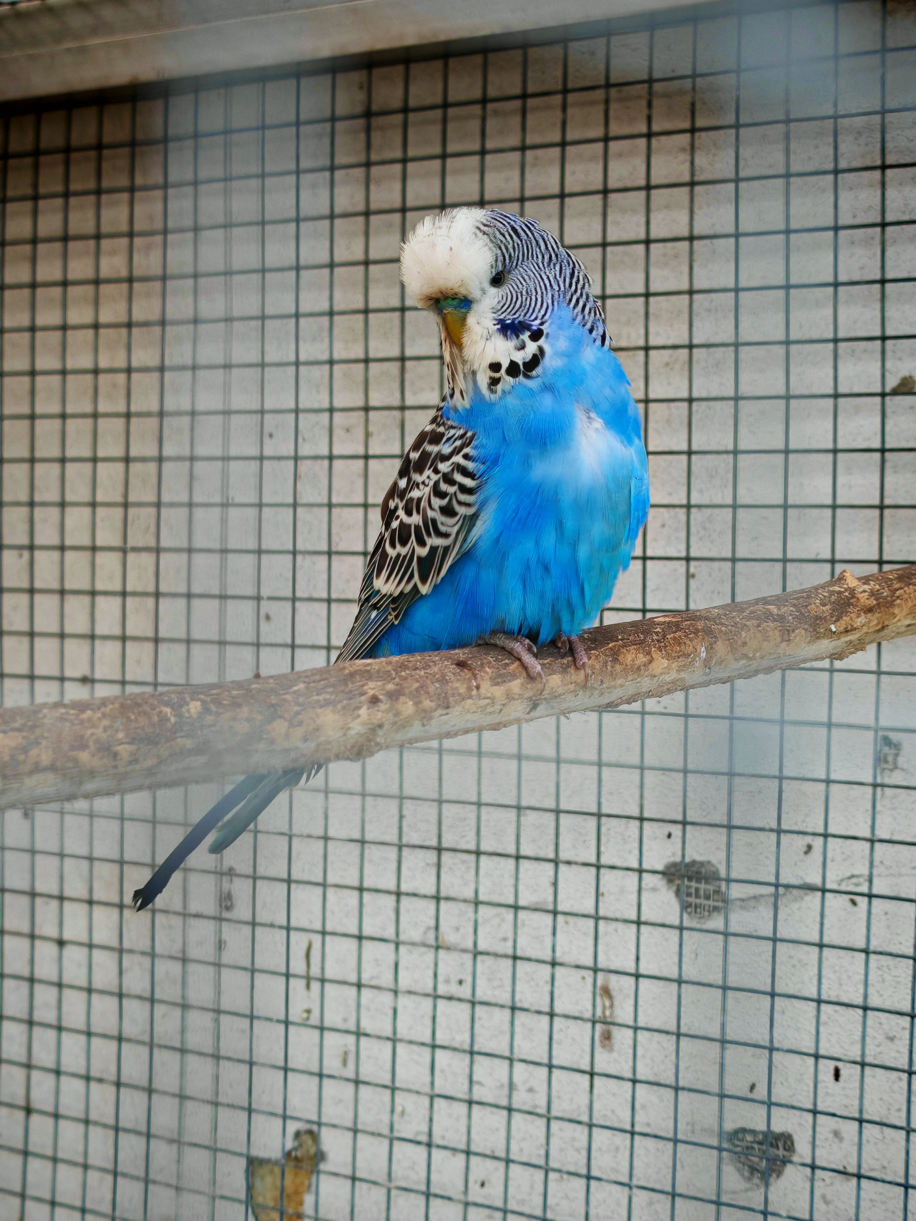 Andulka vlnkovaná 2025 po výstavních rodičích