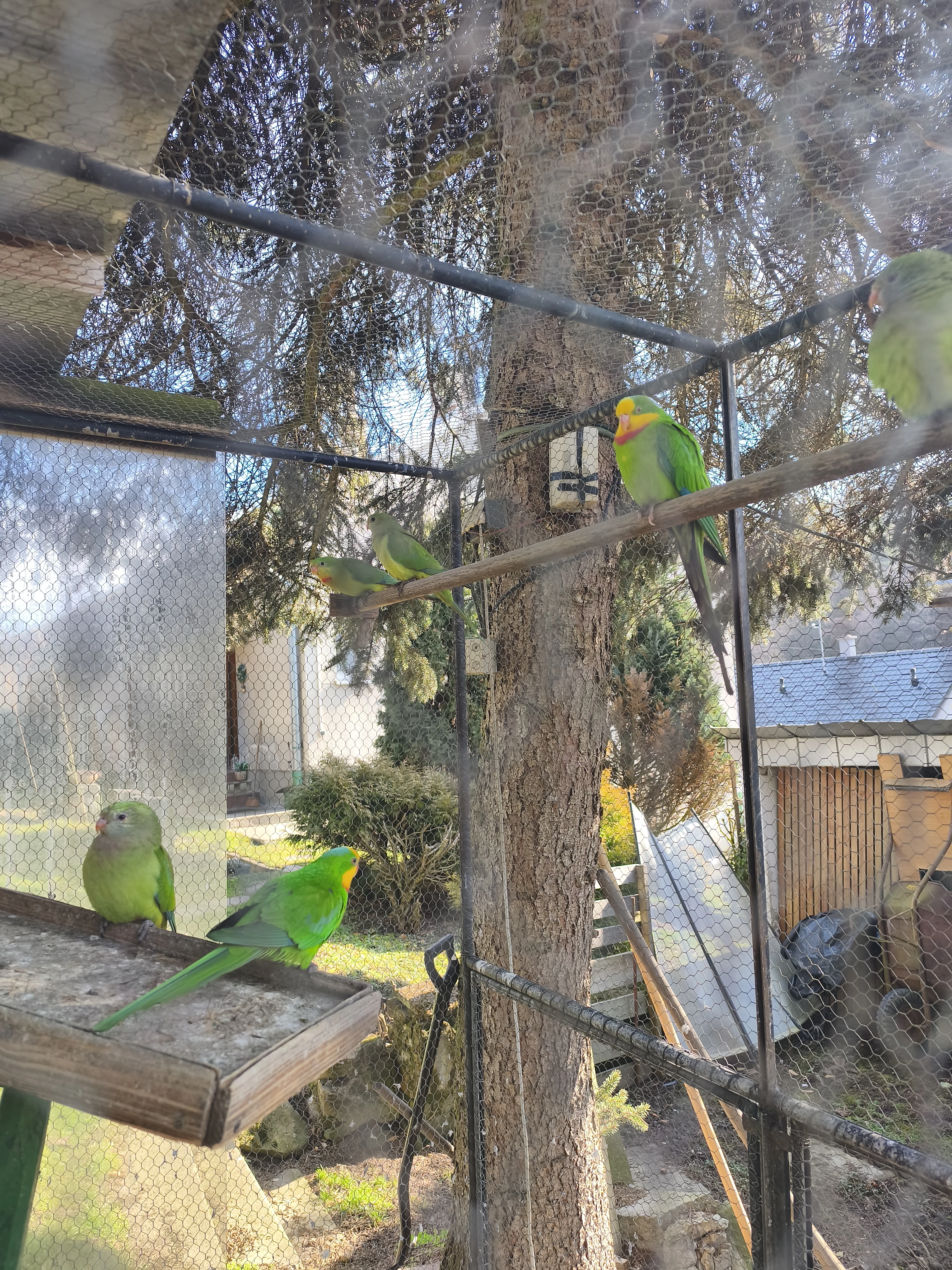 Papoušek nádherný