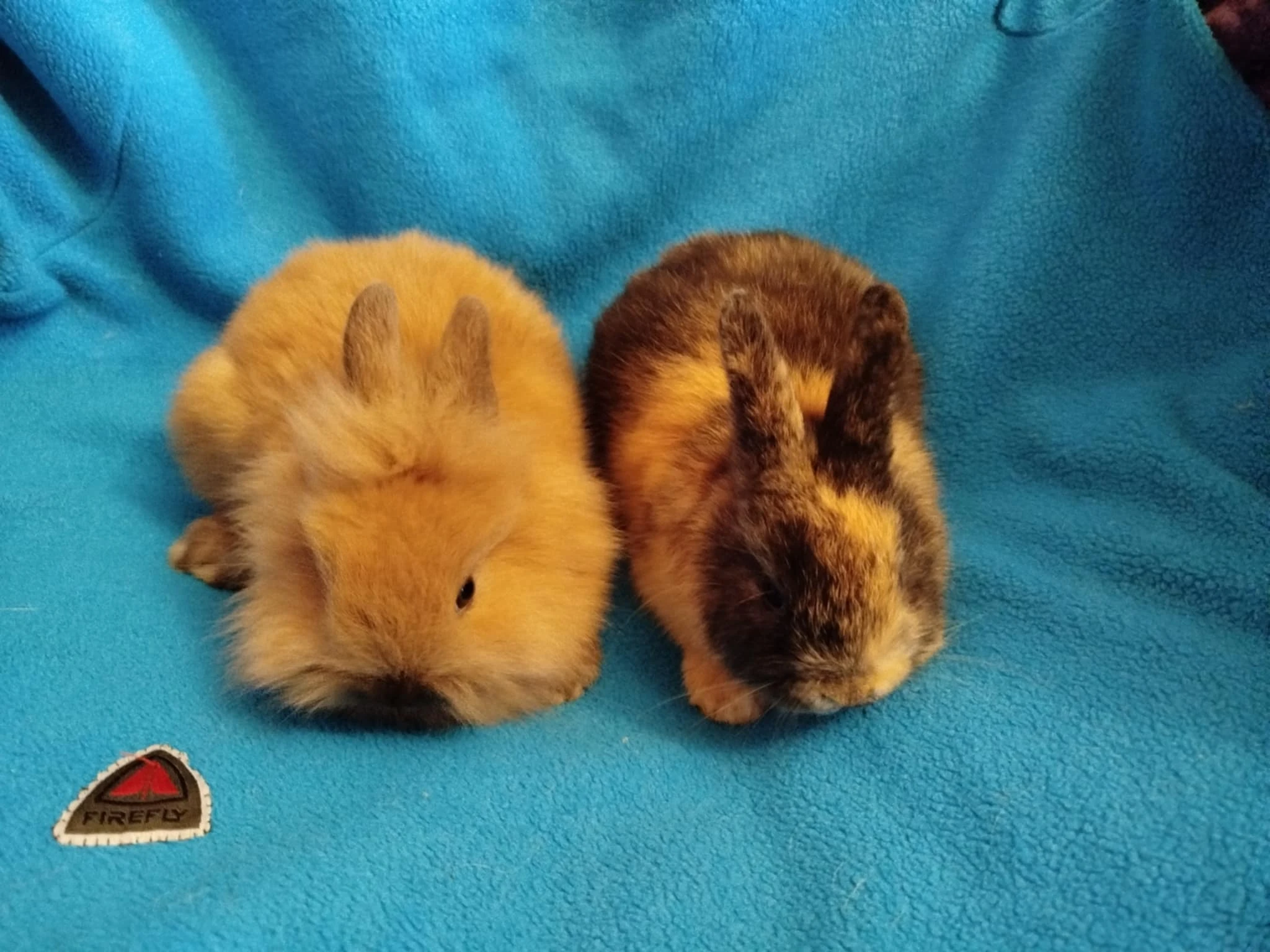 Nabízím zakrslé králíčky