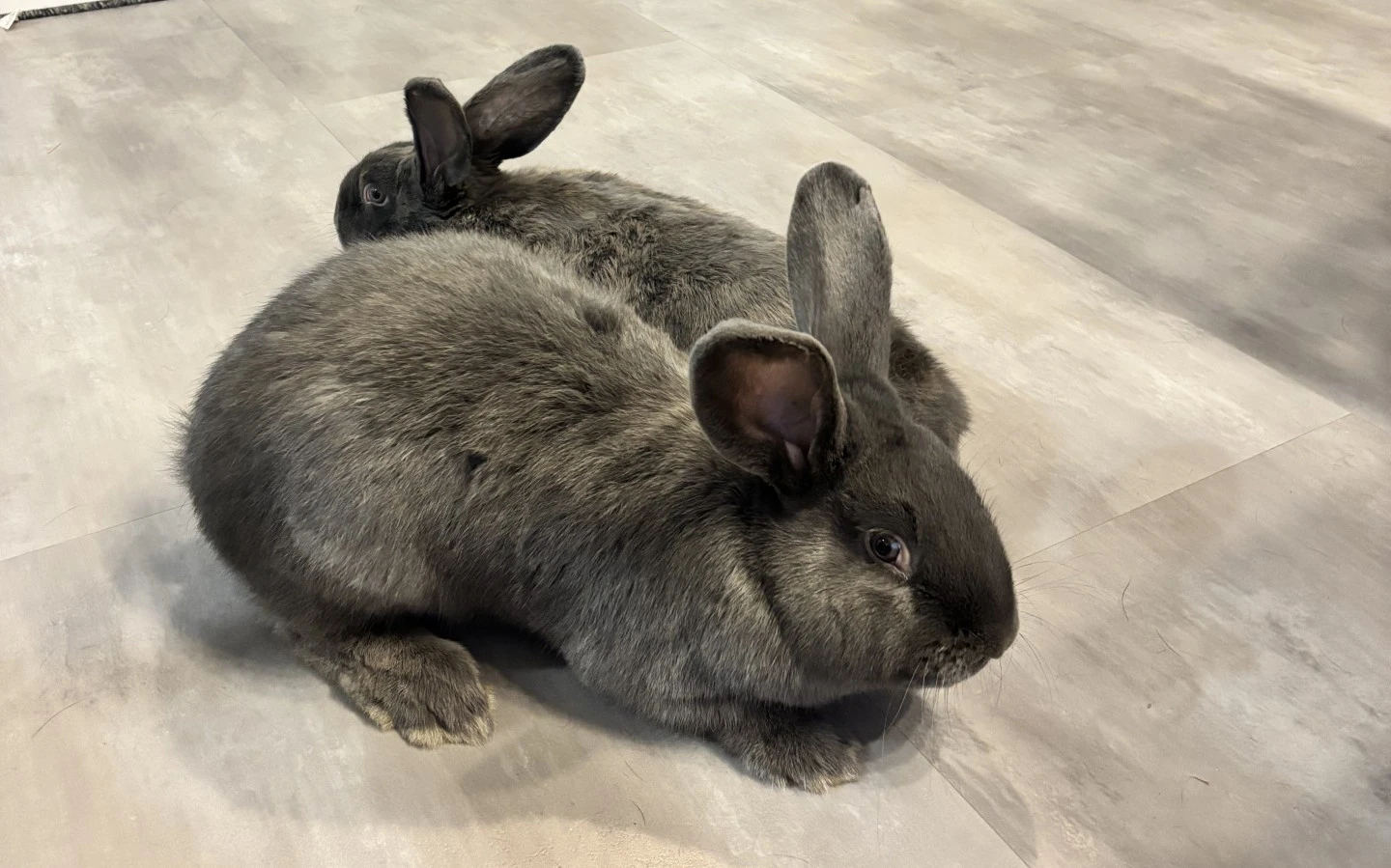 Prodám - Moravský modrý