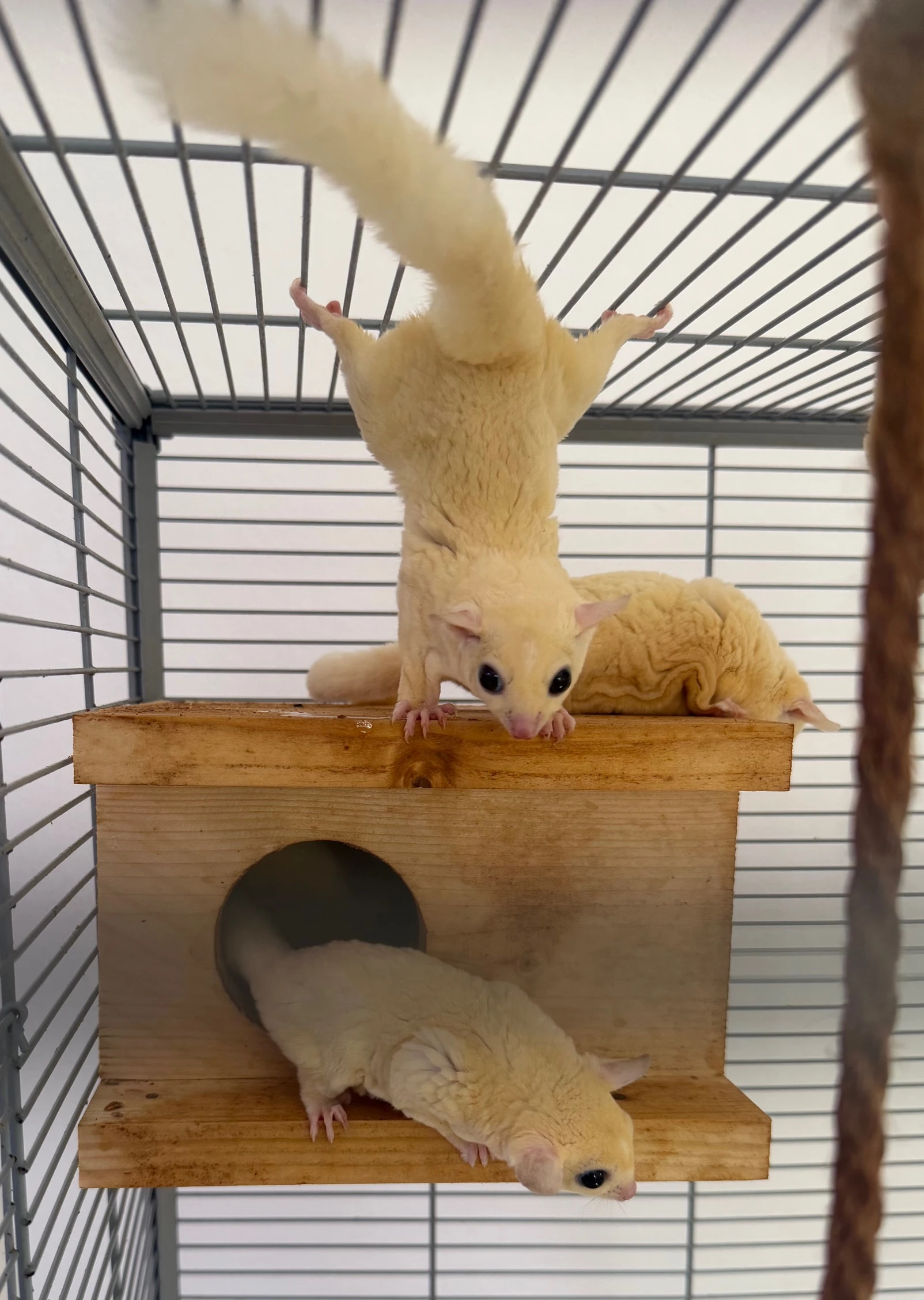 Prodám pár vakoveverek létavých - bílé