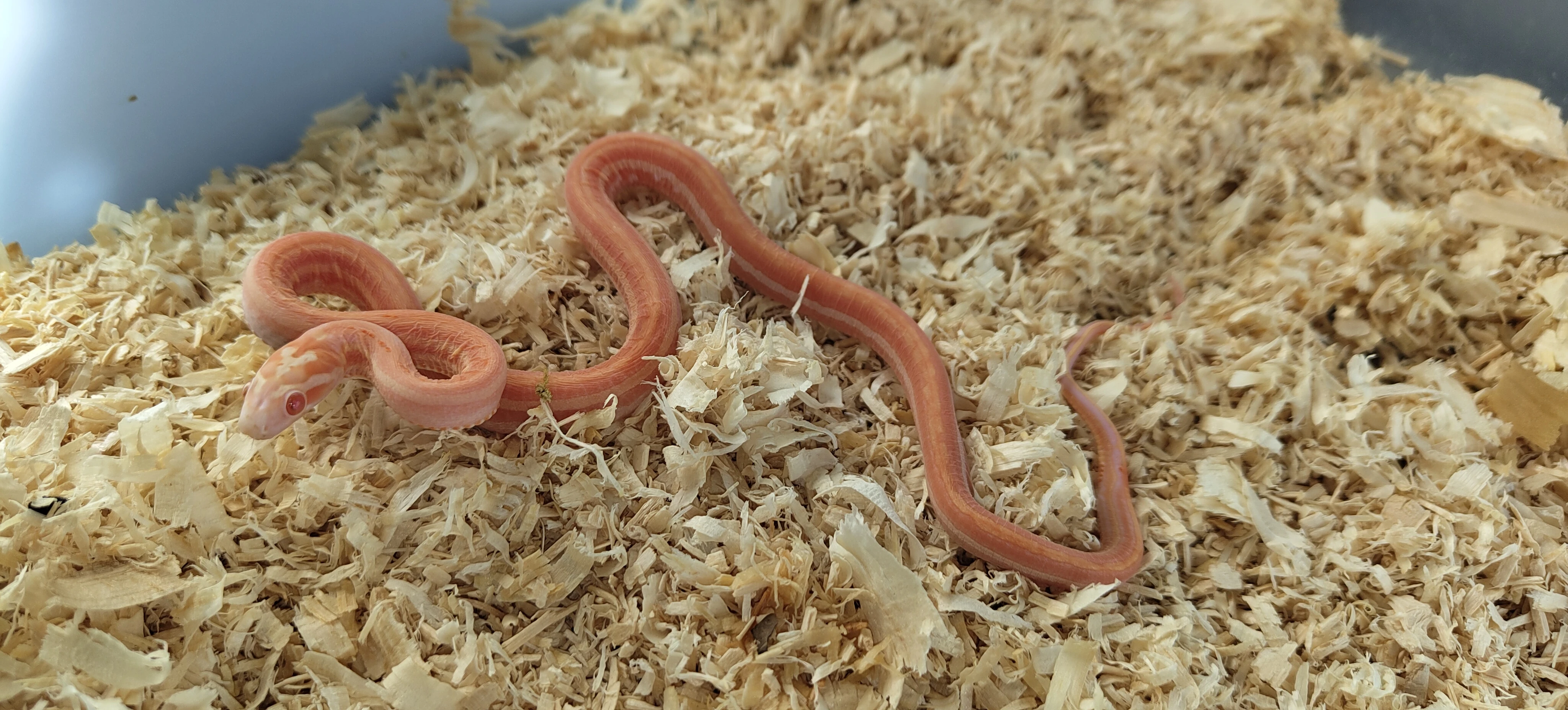 Užovka červená scaleless