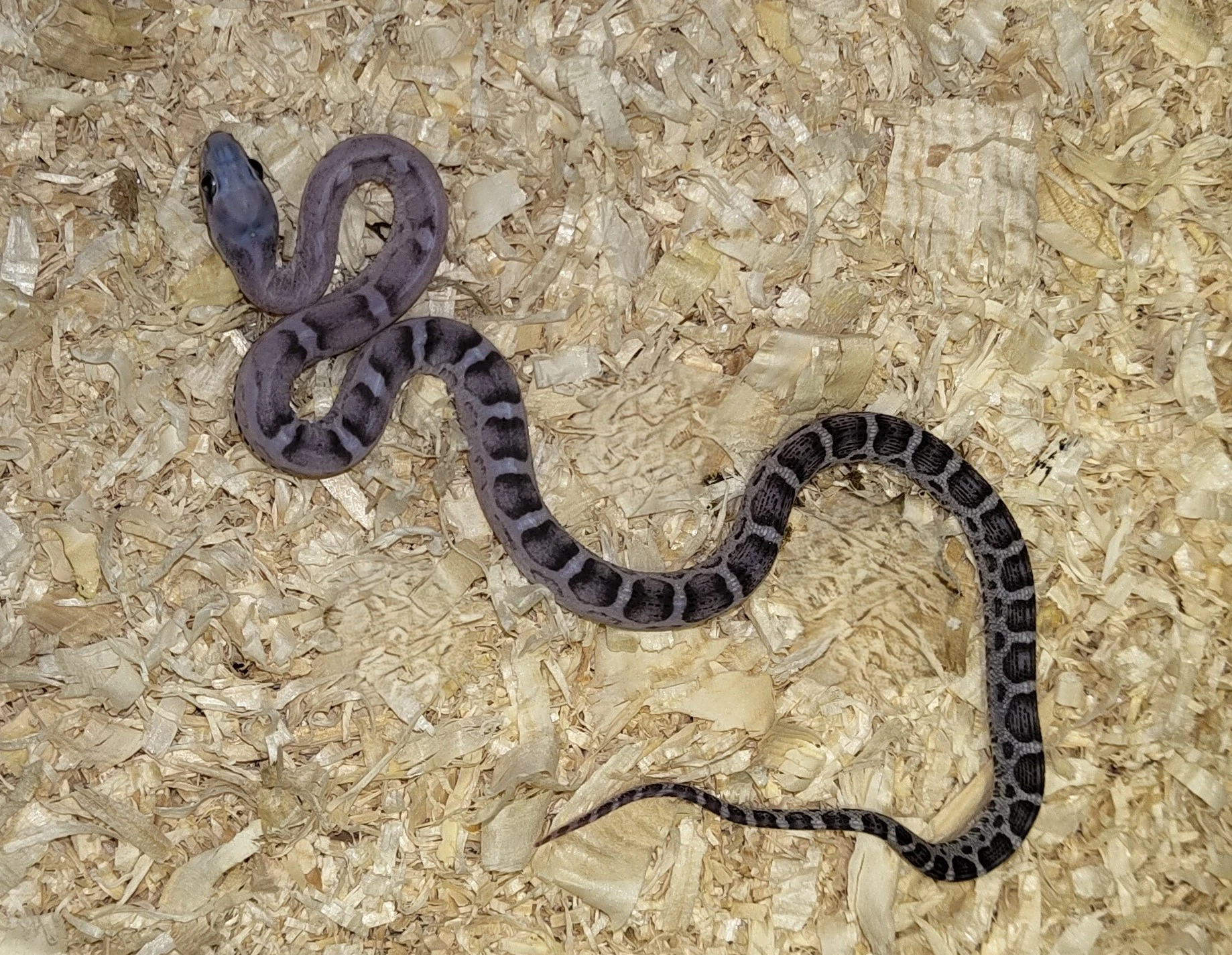 Užovka červená scaleless