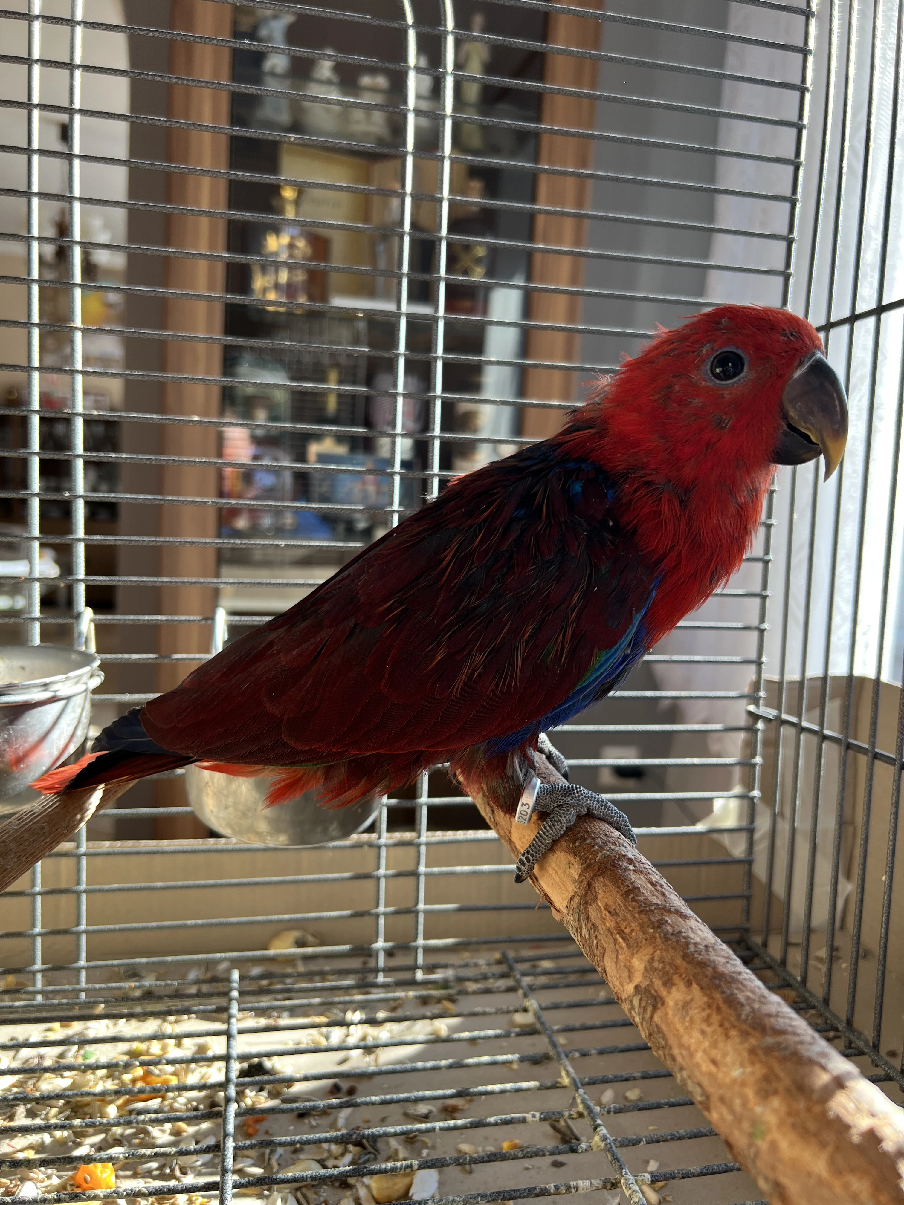 Eklektus Šalamounsky