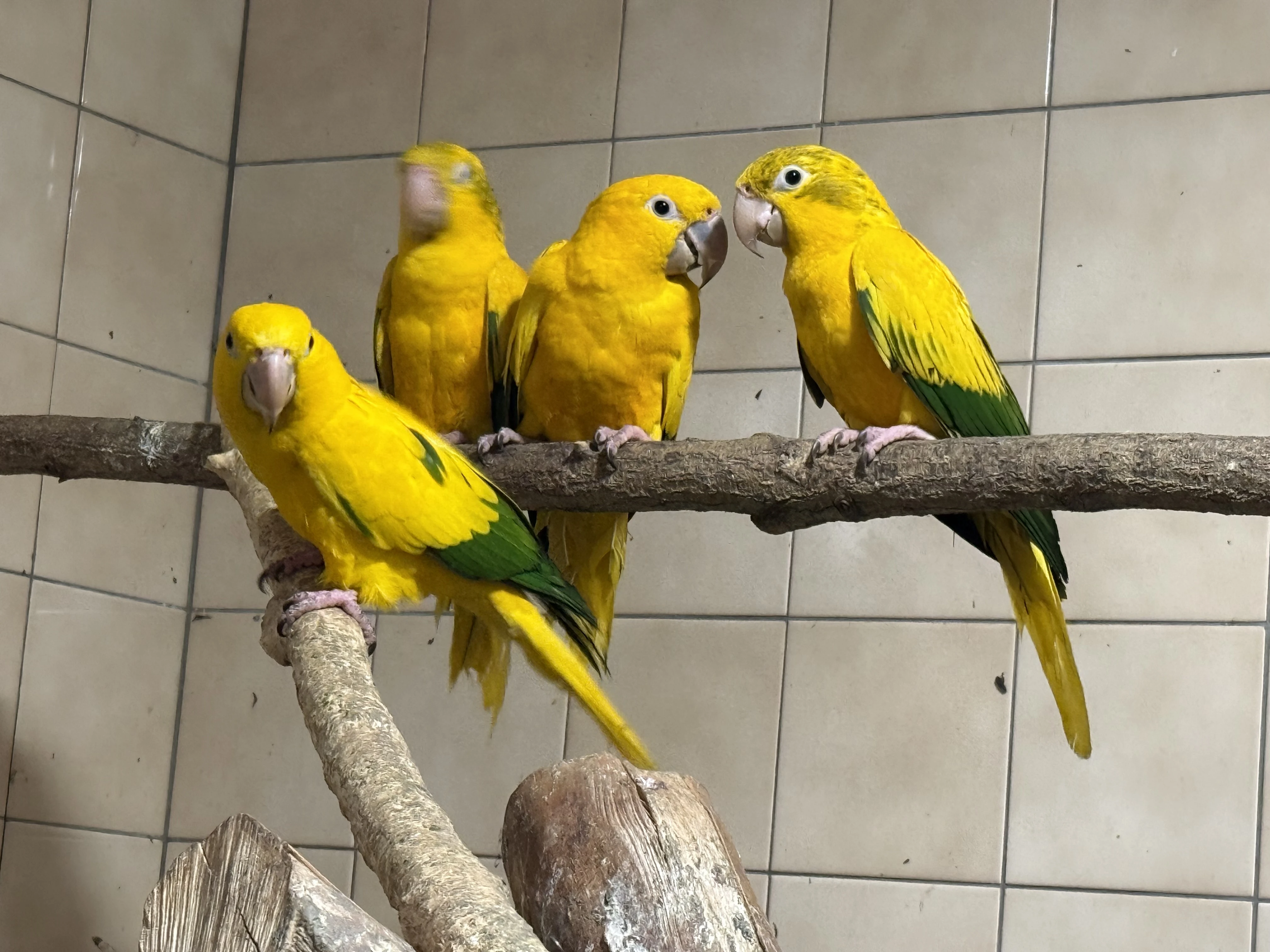 Aratinga žlutý (guarouba) 2,2