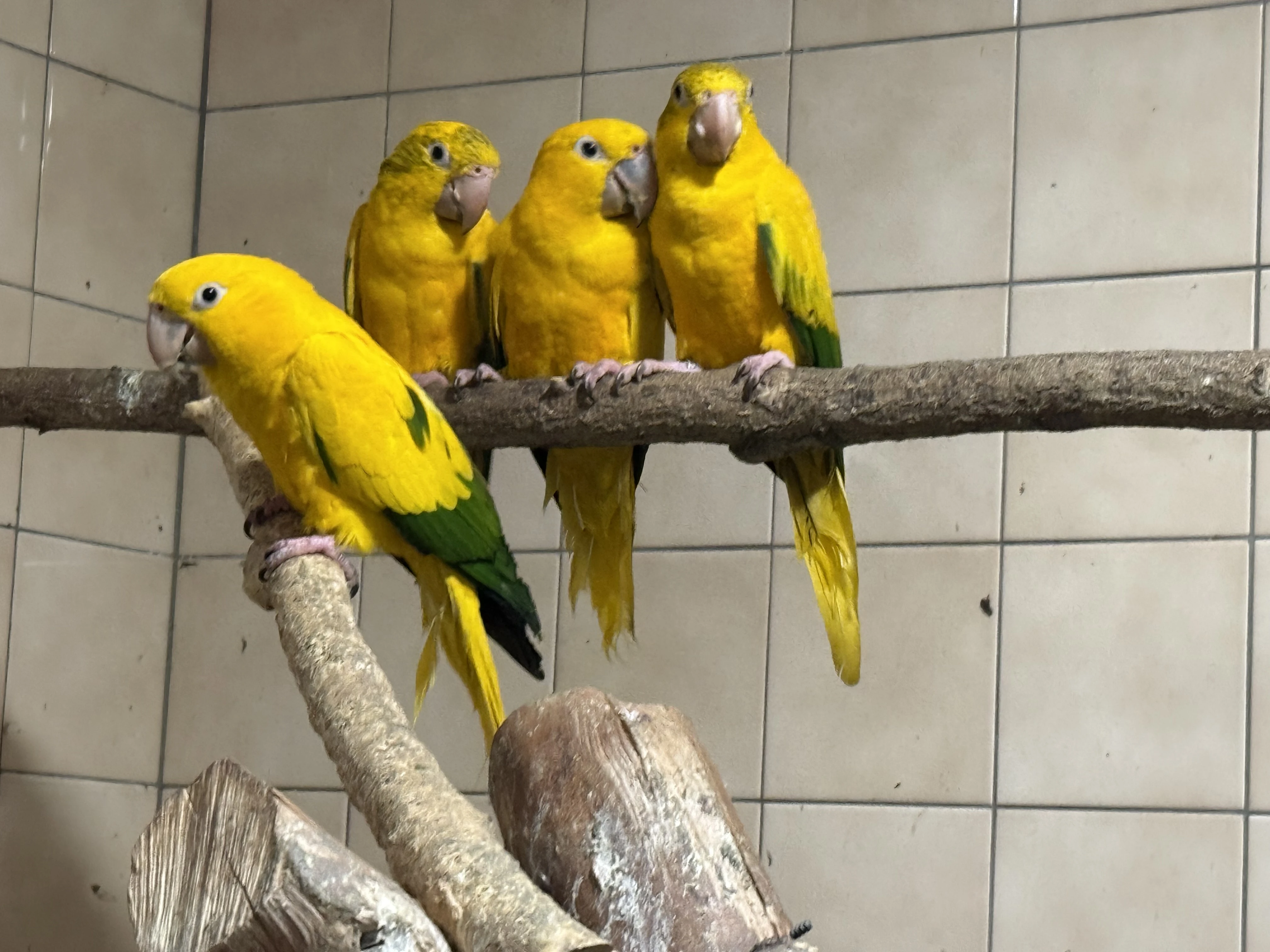 Aratinga žlutý (guarouba) 1,3