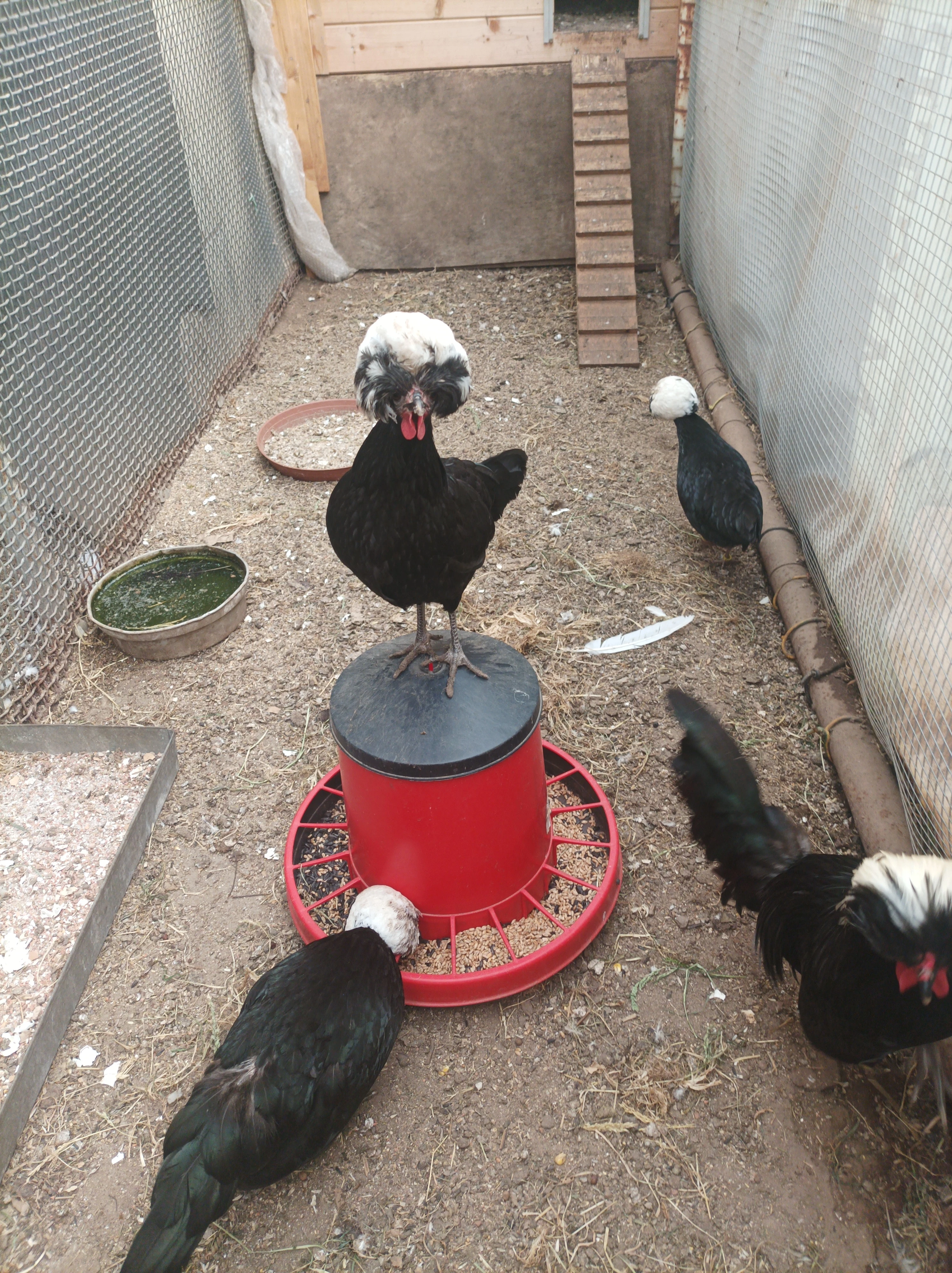 Prodám nasadova zdr. holandanek.