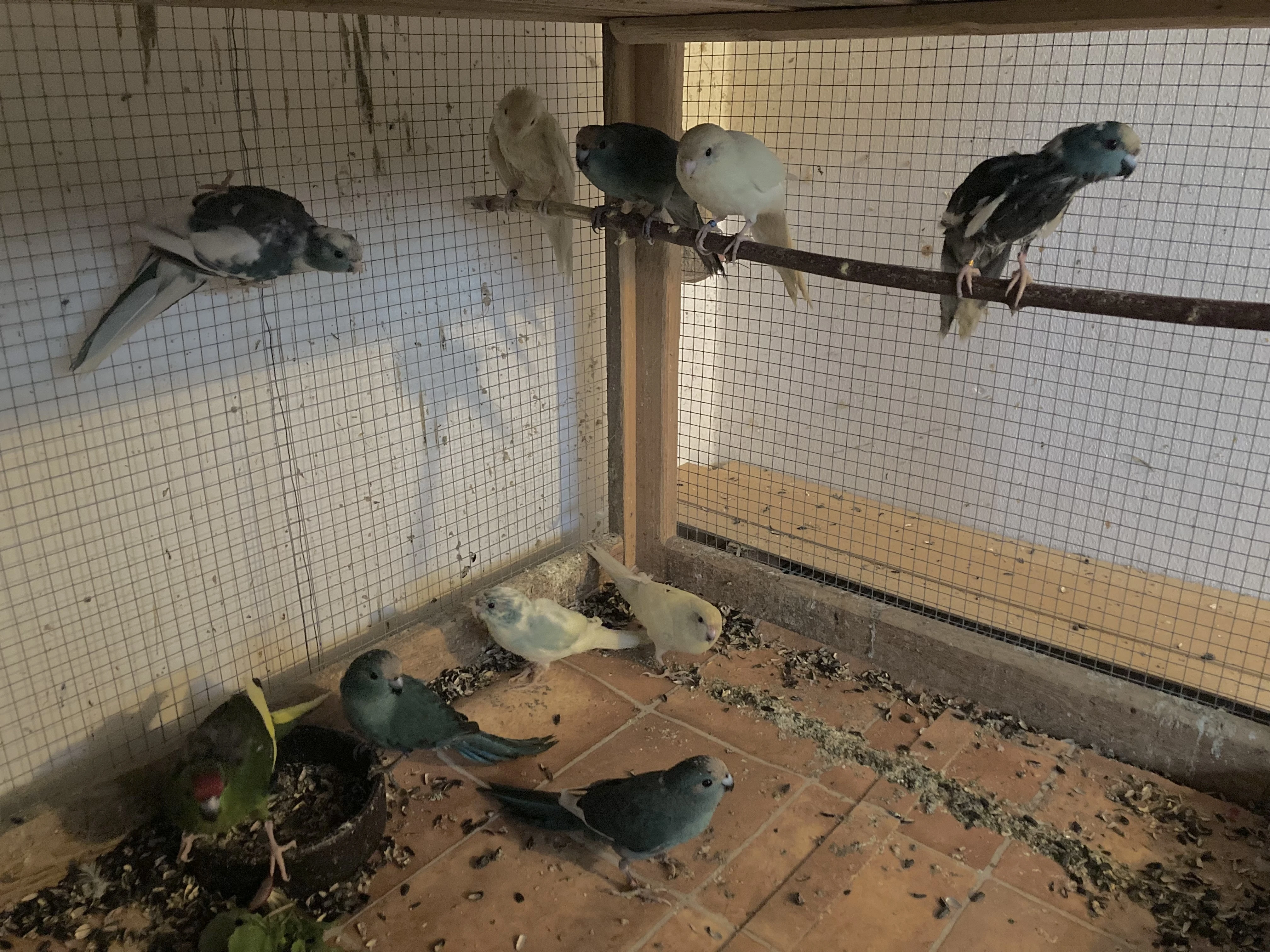 Kakariki červenočelý